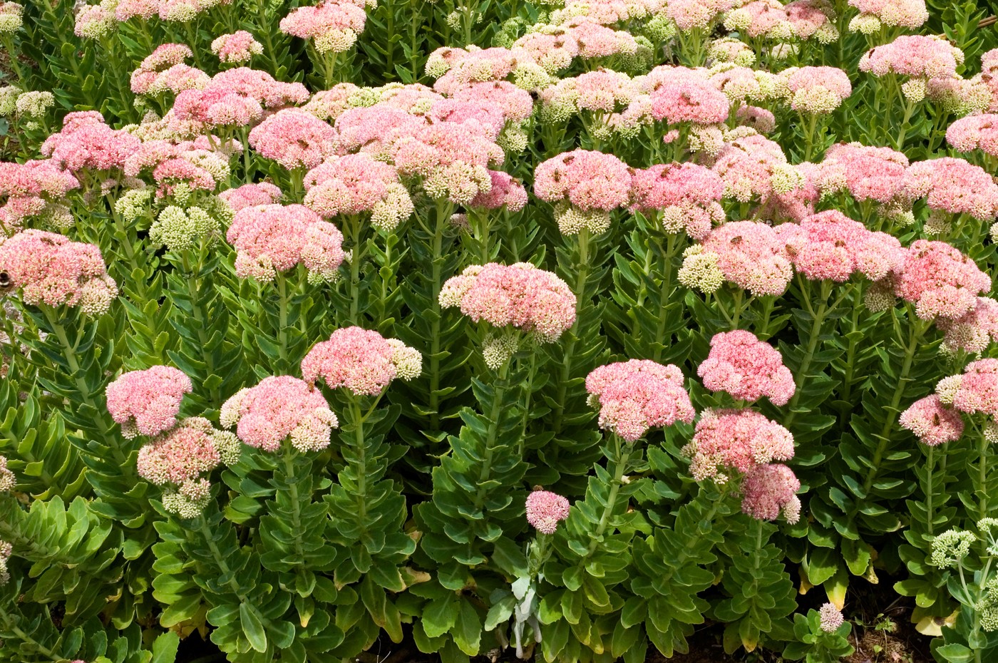 profimedia-0009724948