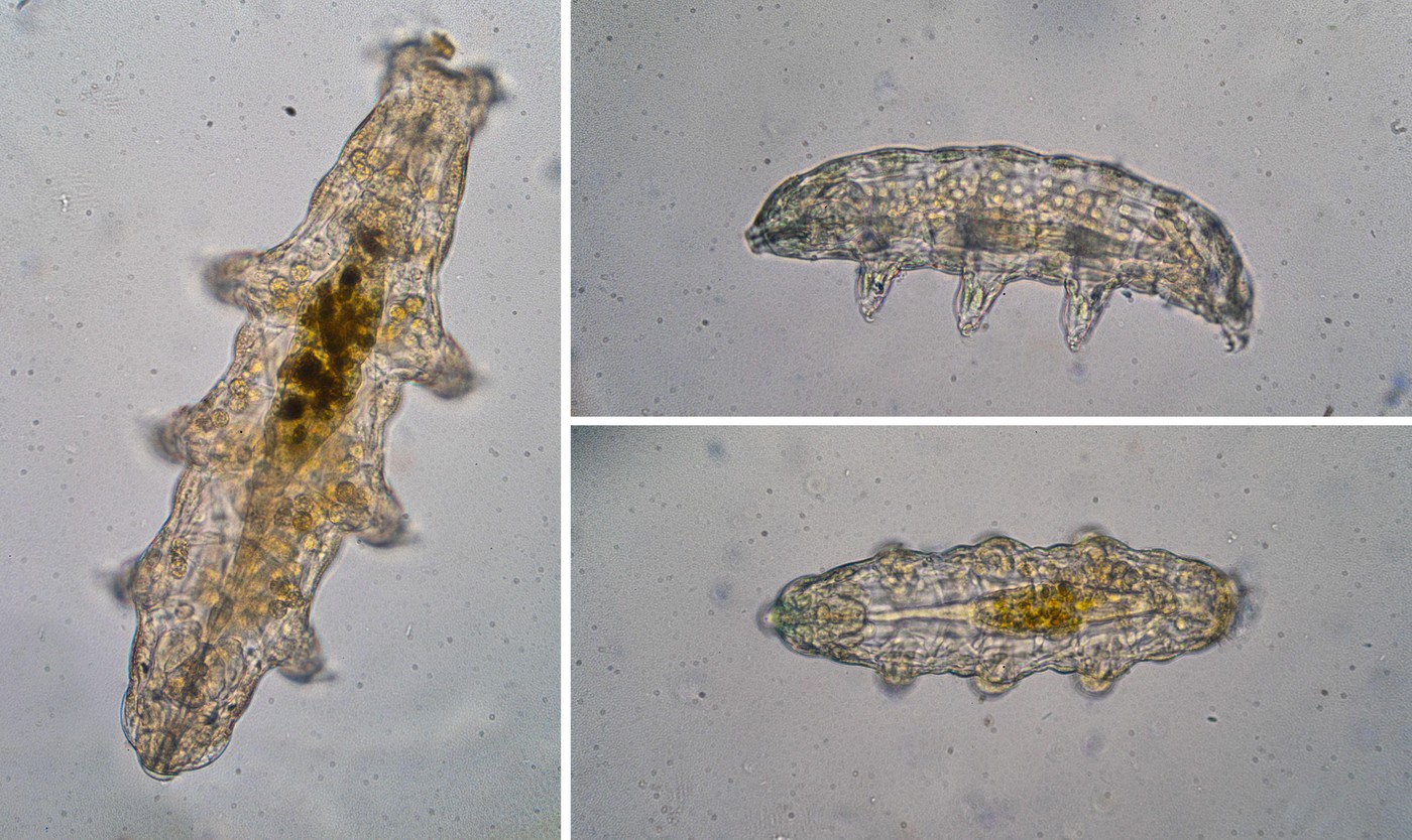 profimedia-1018867783