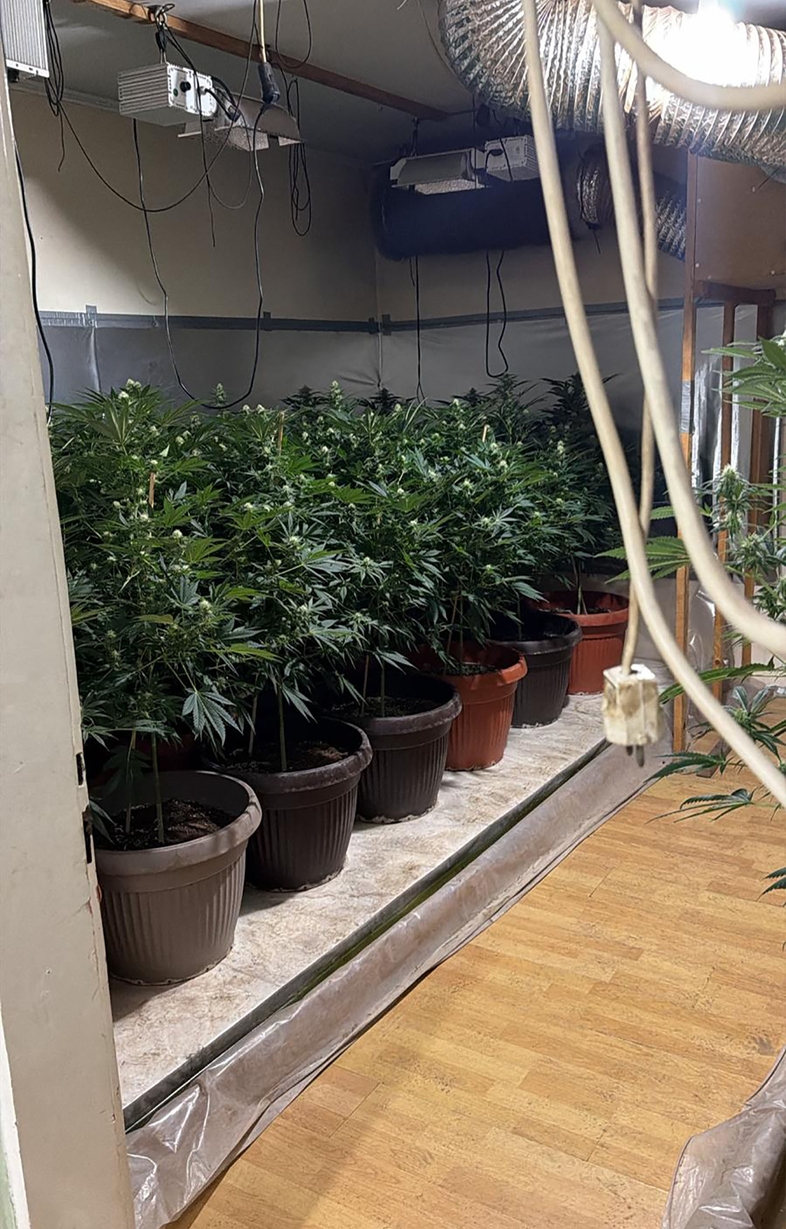 Subotica, ilegalna laboratoija, marihuna, hapšenje, trava, droga