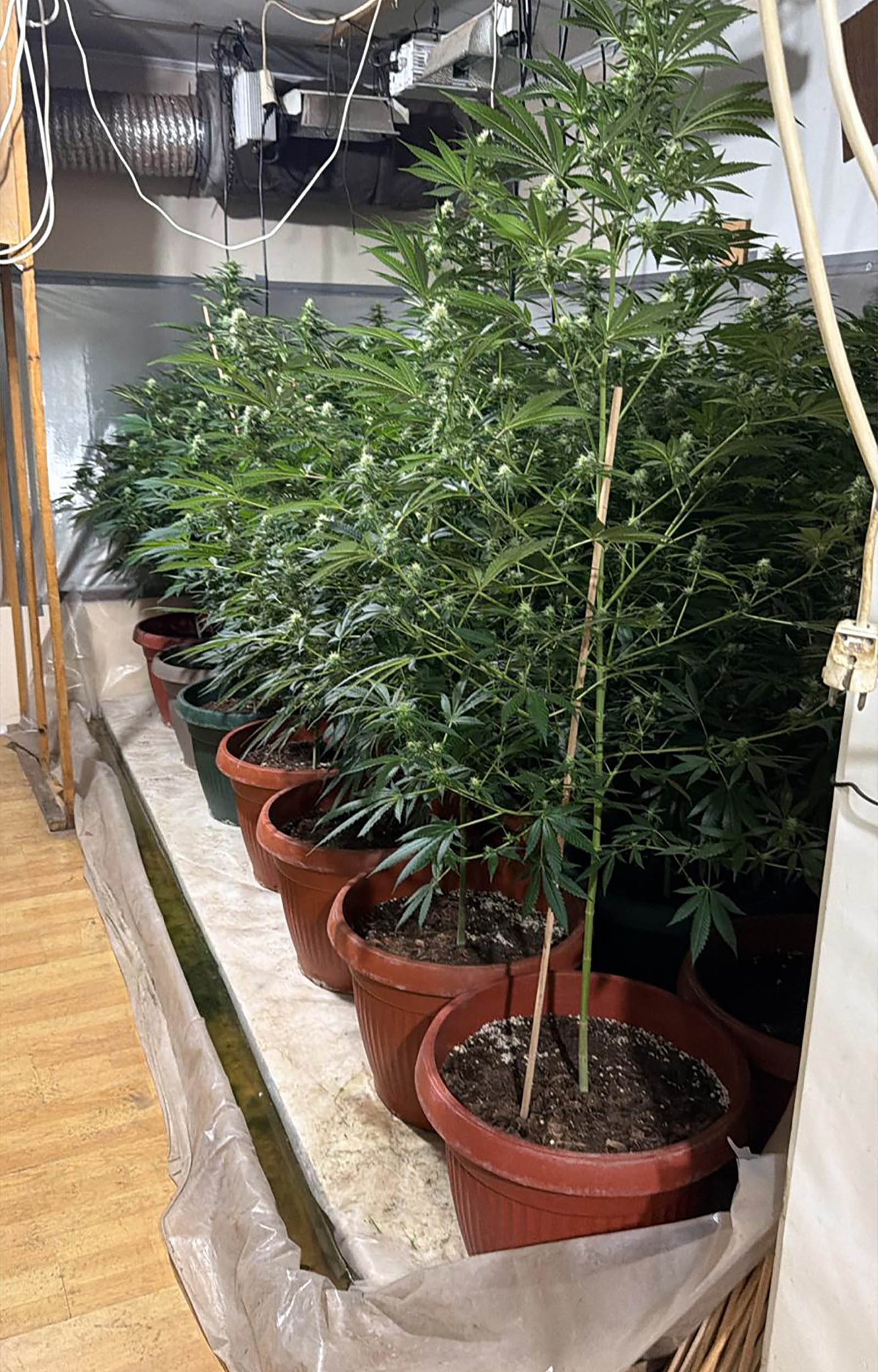 Subotica, ilegalna laboratoija, marihuna, hapšenje, trava, droga