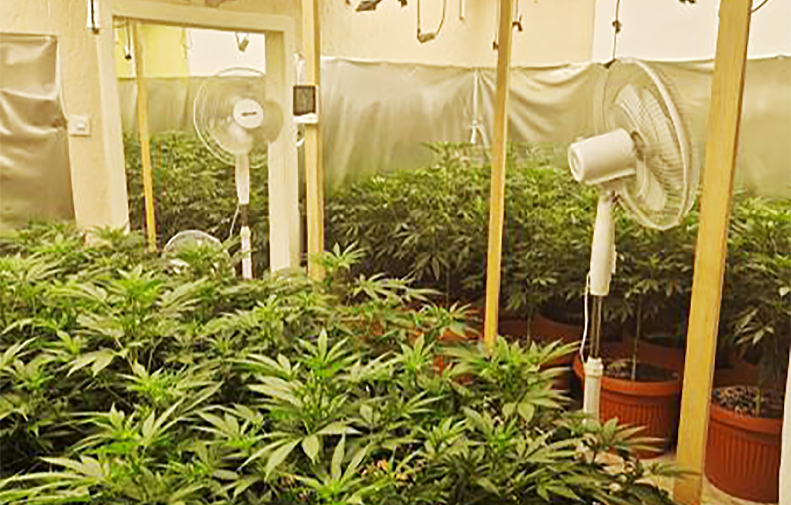 Subotica, ilegalna laboratoija, marihuna, hapšenje, trava, droga