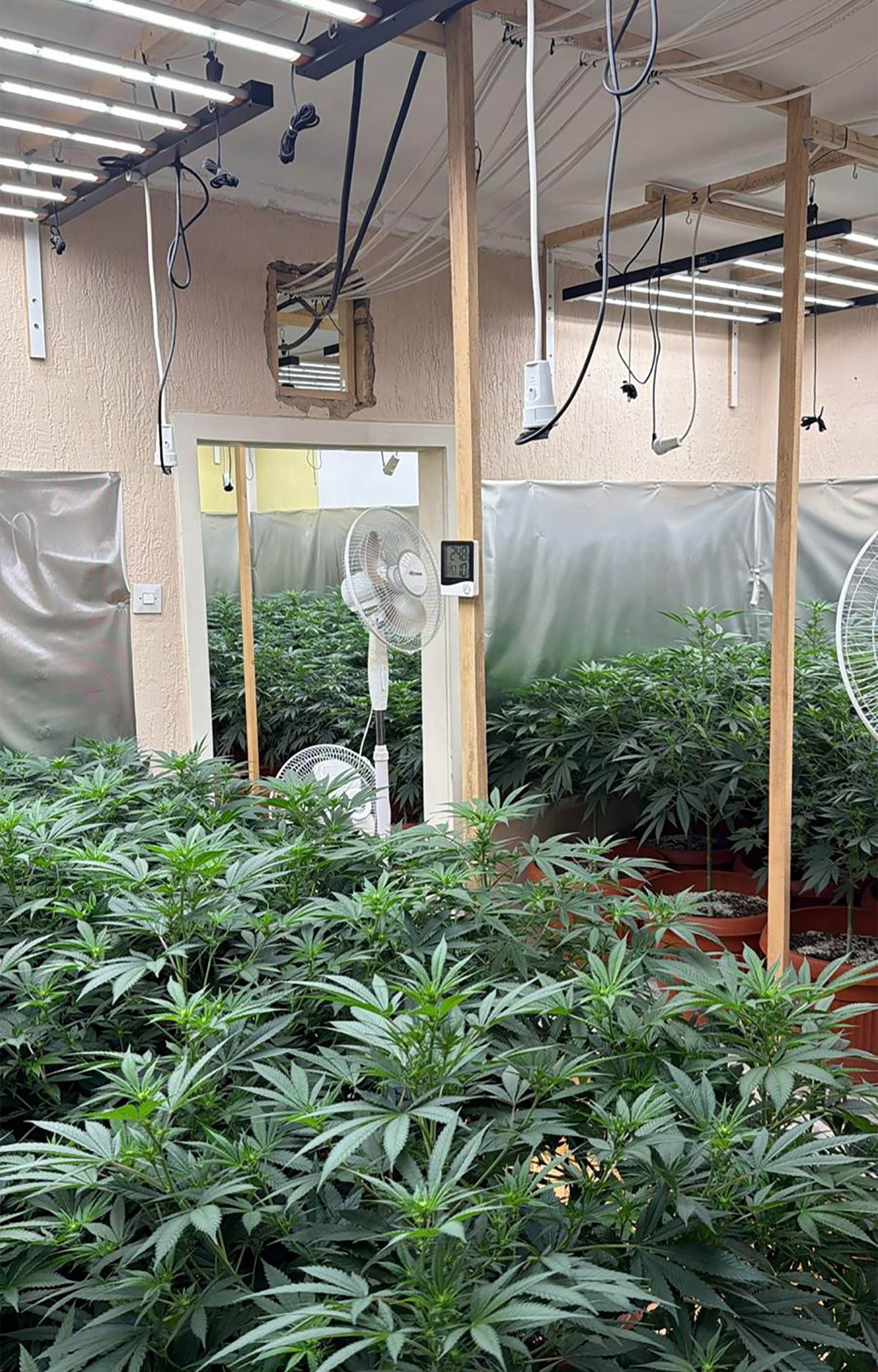 Subotica, ilegalna laboratoija, marihuna, hapšenje, trava, droga