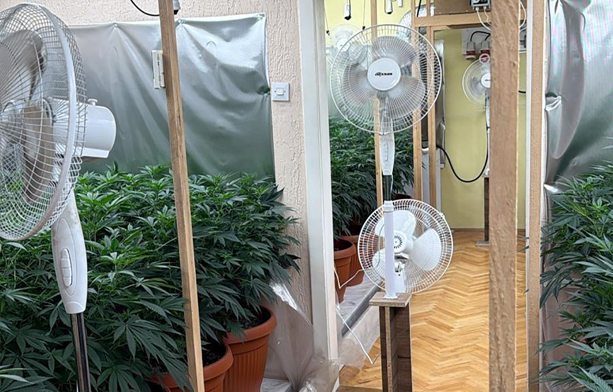 Subotica, ilegalna laboratoija, marihuna, hapšenje, trava, droga