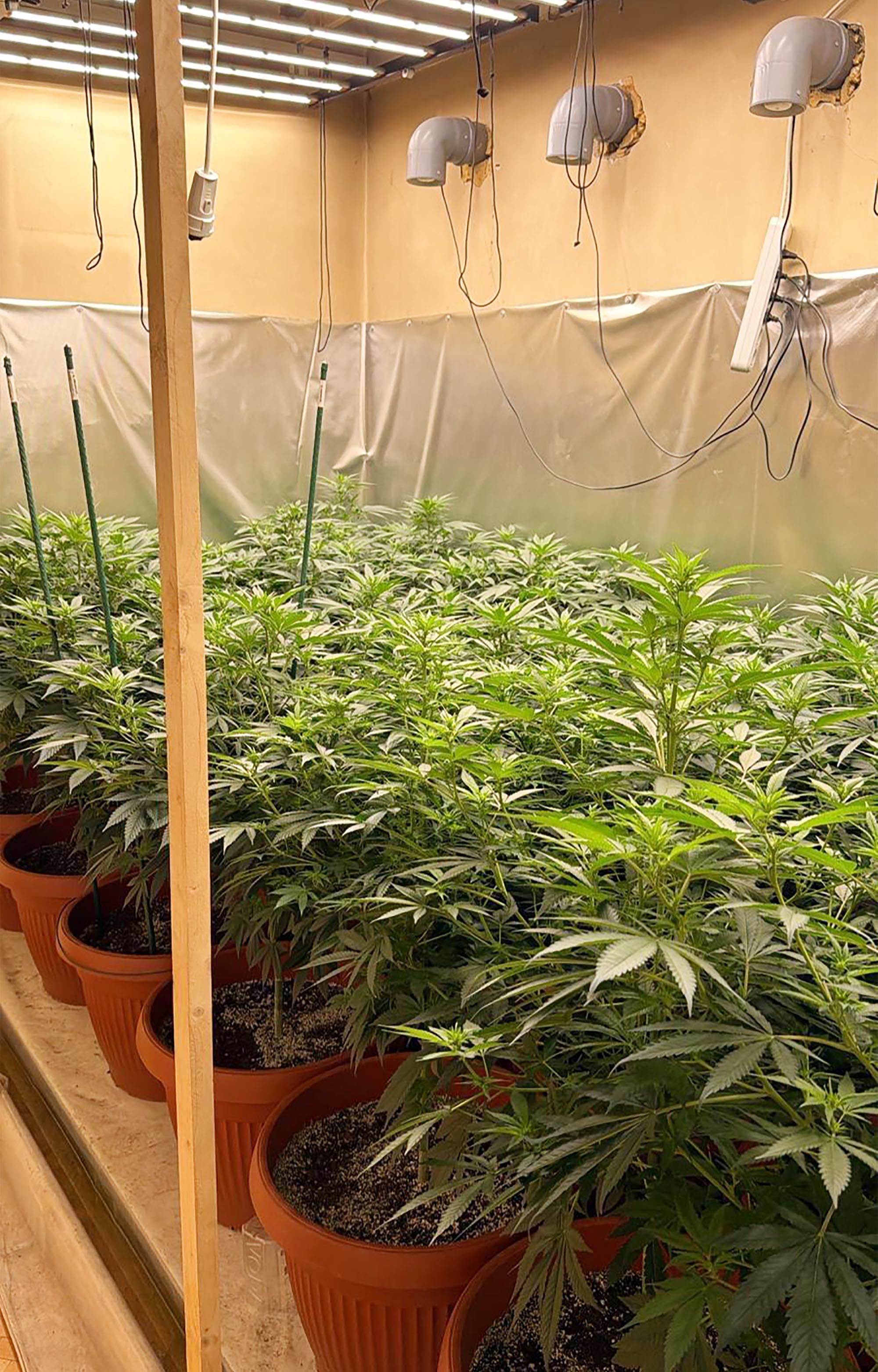 Subotica, ilegalna laboratoija, marihuna, hapšenje, trava, droga