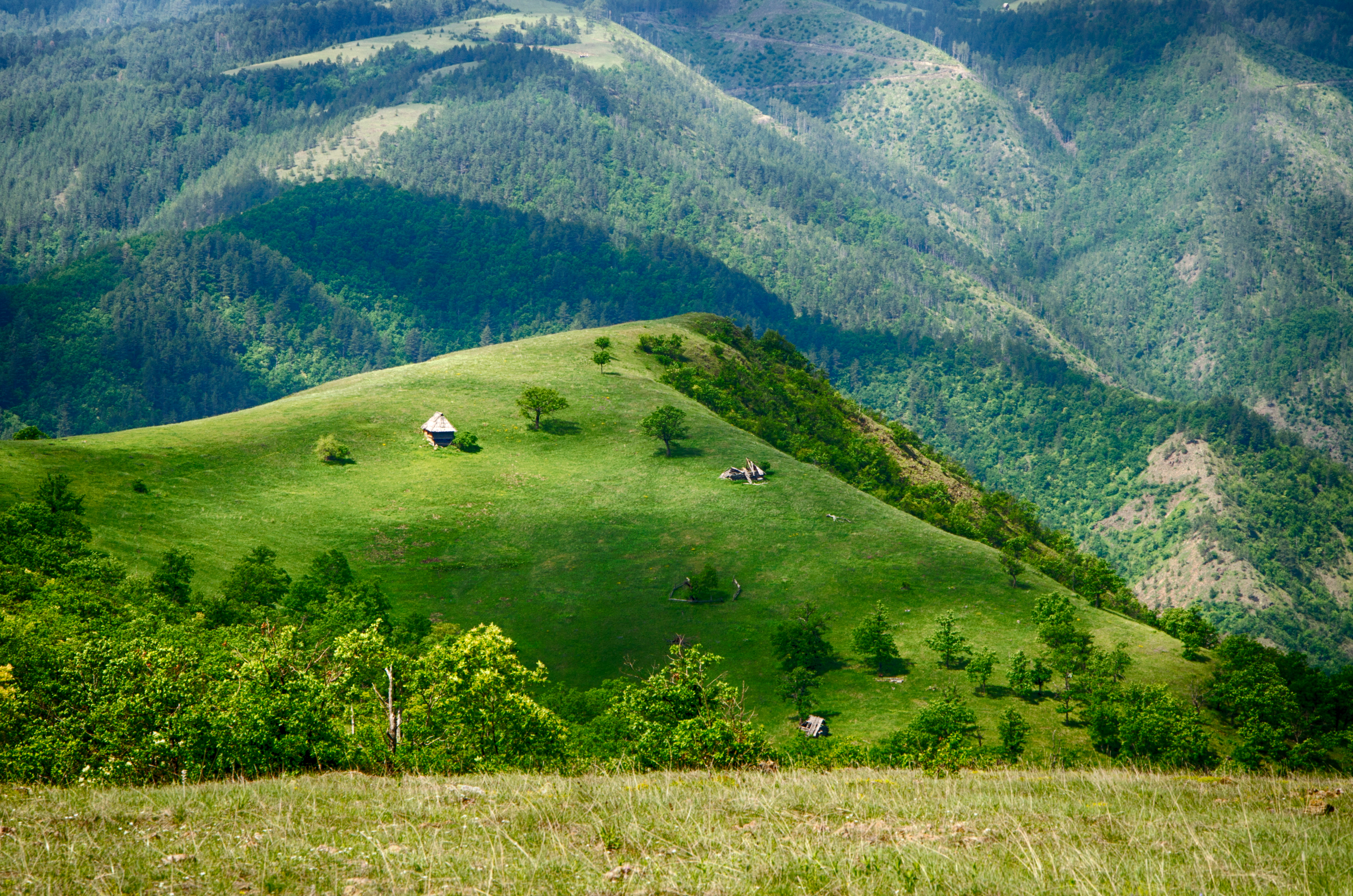 Zlatibor shutterstock_1207048480.jpg