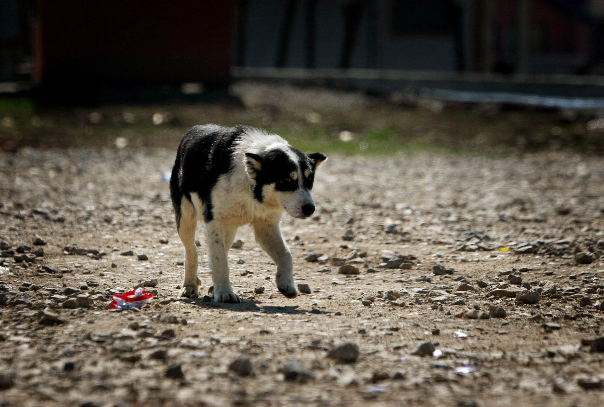 A dog