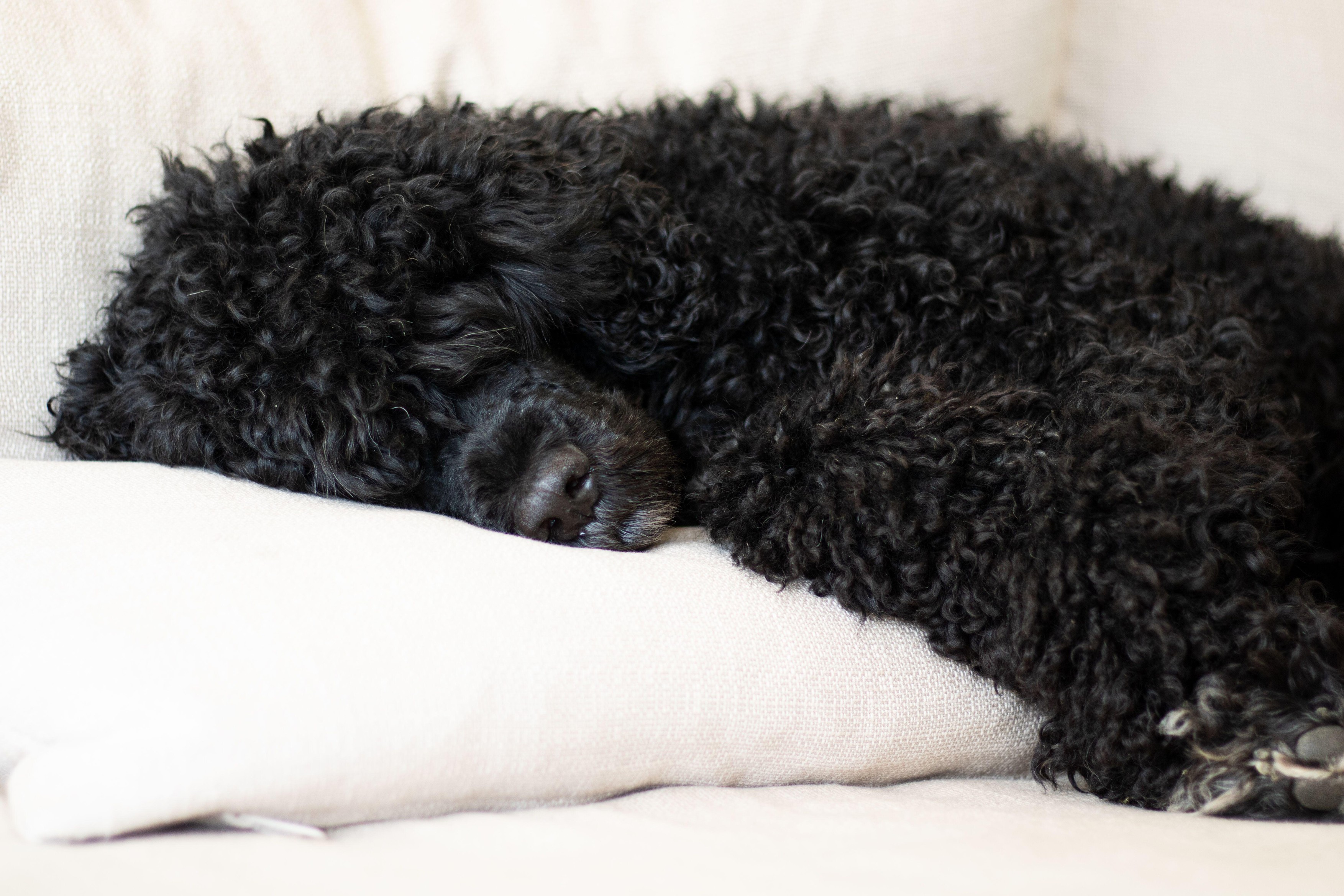 A black Portuguese Water Dog laying on a pillow in a beige sofa sleeping and resting, bright neutral colors,Image: 985264066, License: Royalty-free, Restrictions: , Model Release: no, Credit line: Amanda Hellqvist / Alamy / Profimedia