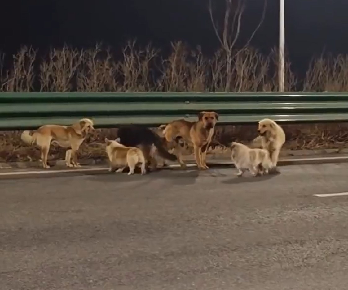 7 kuca pronašlo put kući