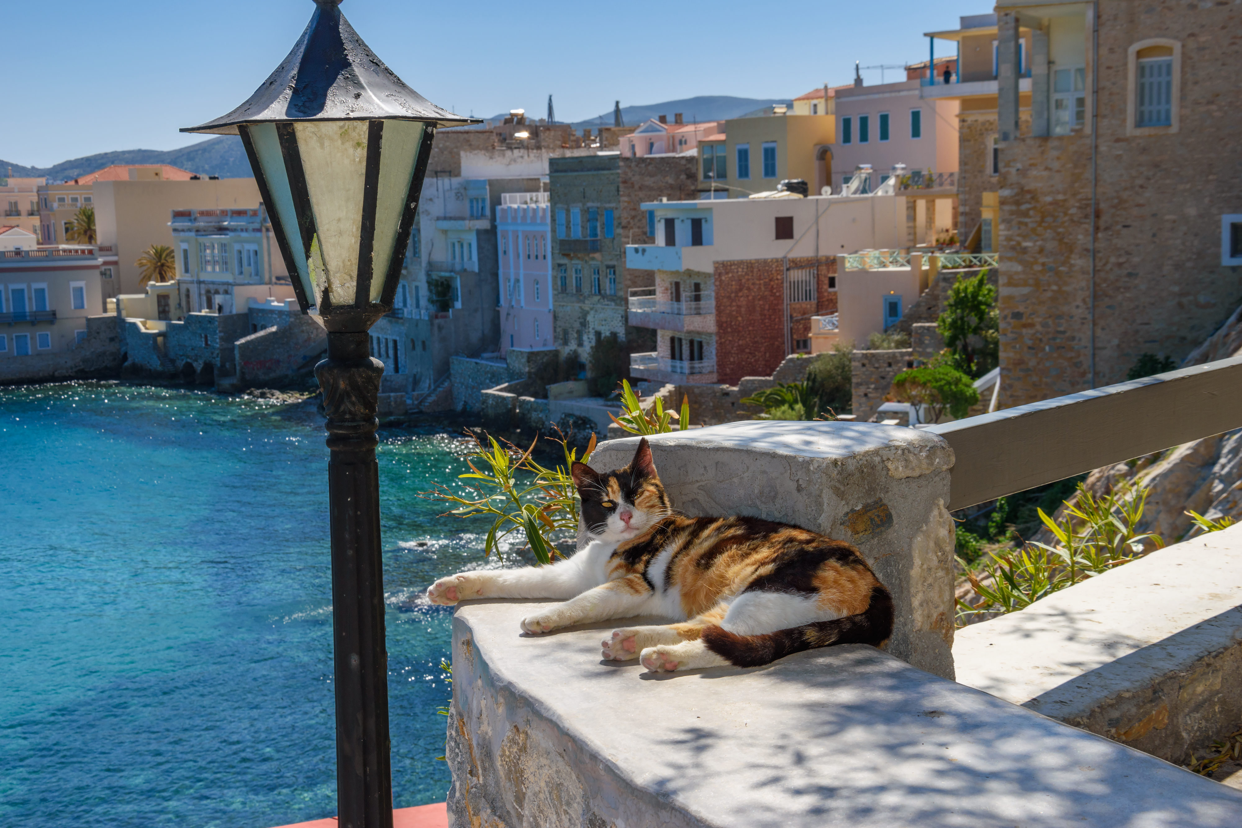 mačka shutterstock_1042292164.jpg