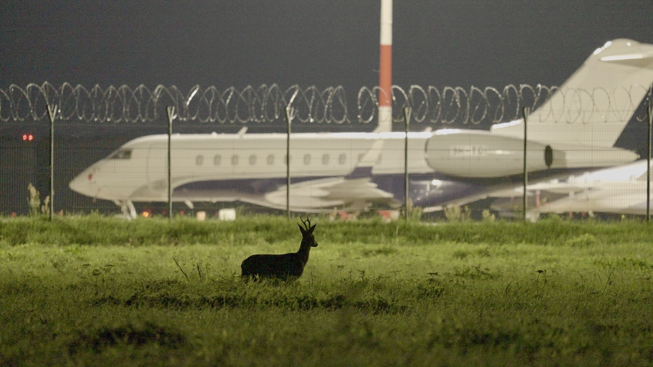 Scarecrows_Strasila.jpeg BELDOCS: Granice suživota: Čovek i životinje u savremenom dokumentarnom filmu