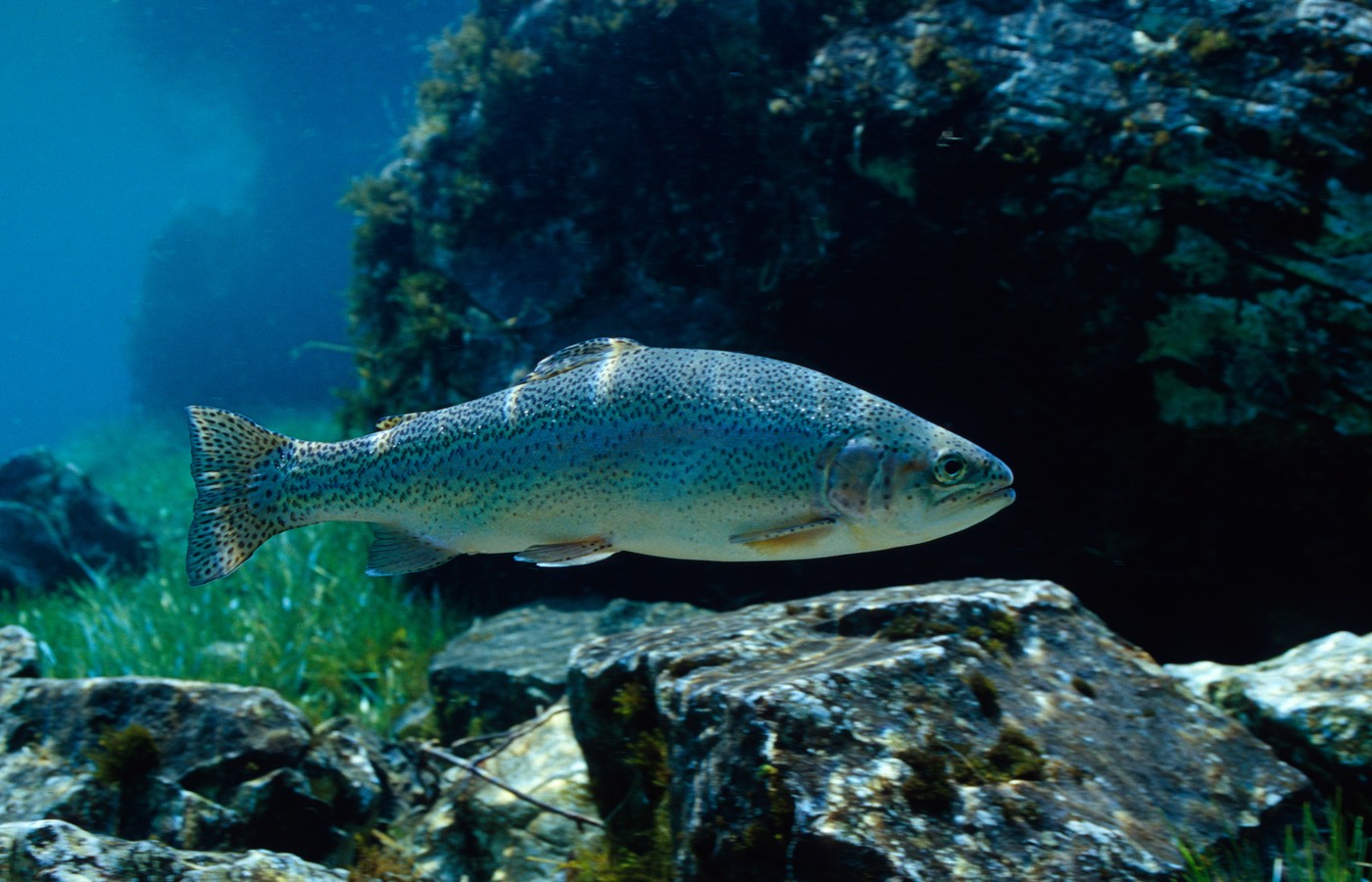 Uticaj narkotika na ribe