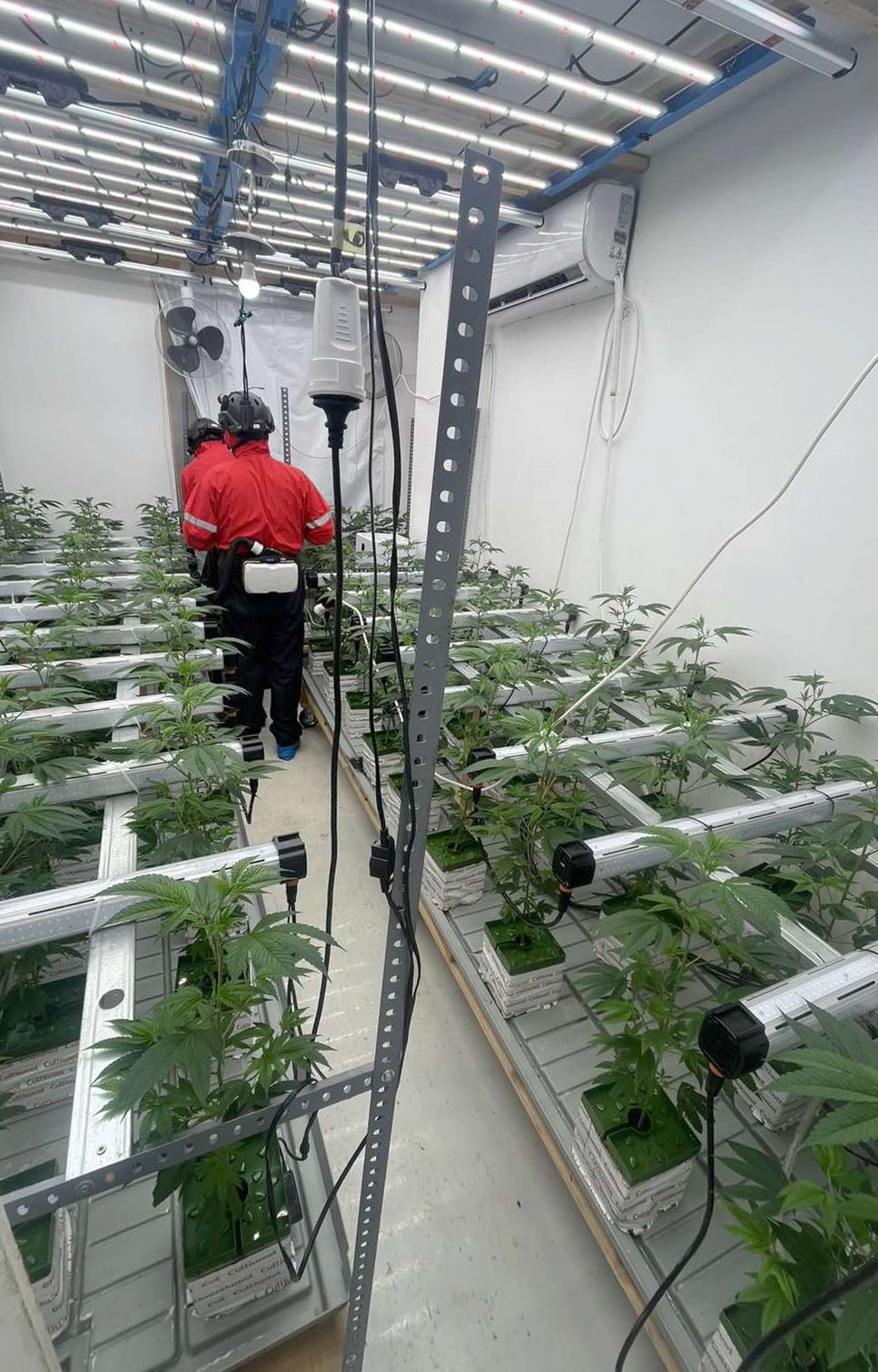 Beograd, Zvezdara, marihuana, trava, droga, hapšenje, dve ilegalne laboratorije 3.JPG