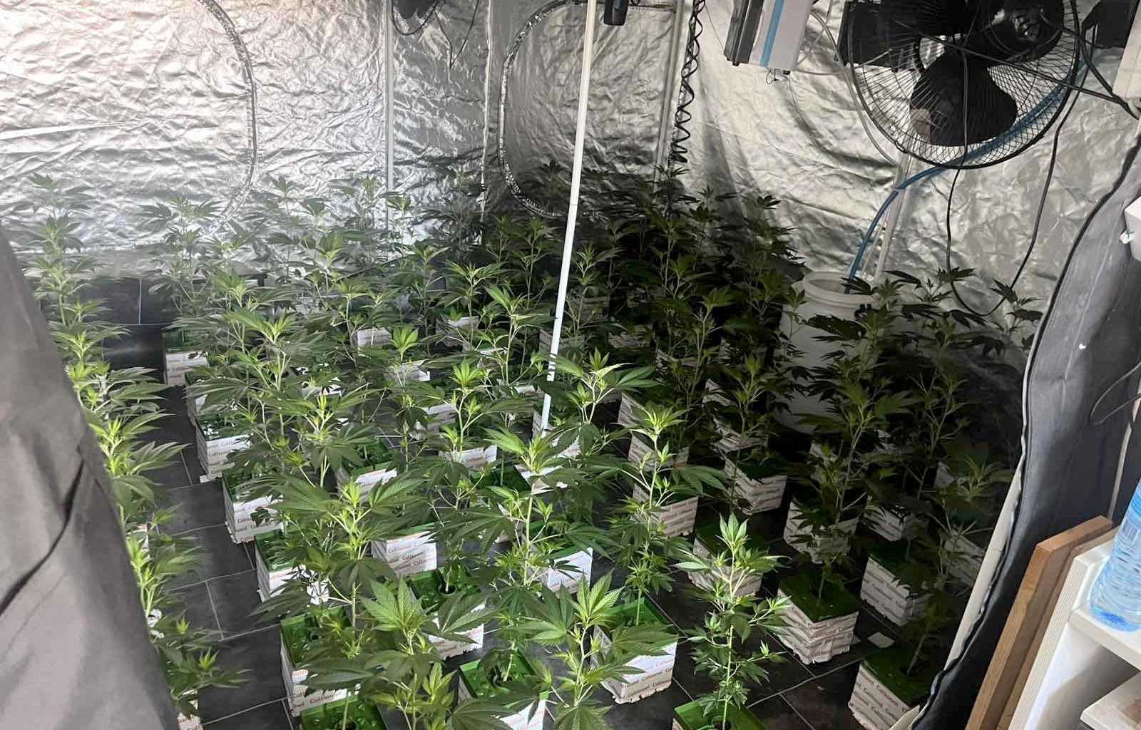 Beograd, Zvezdara, marihuana, trava, droga, hapšenje, dve ilegalne laboratorije 1.JPG