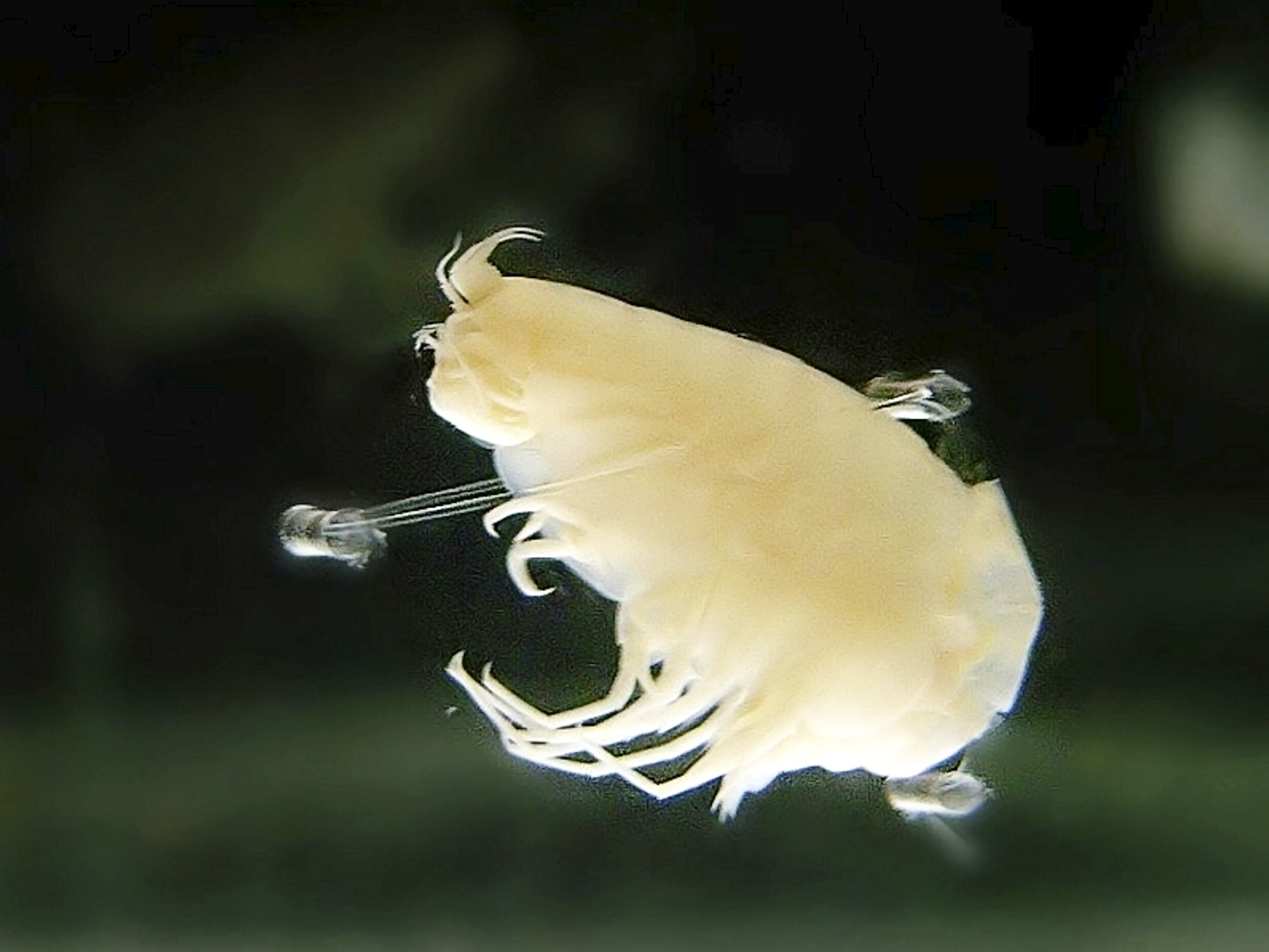 Hirondellea gigas, a type of amphipod that lives in the Mariana Trench.