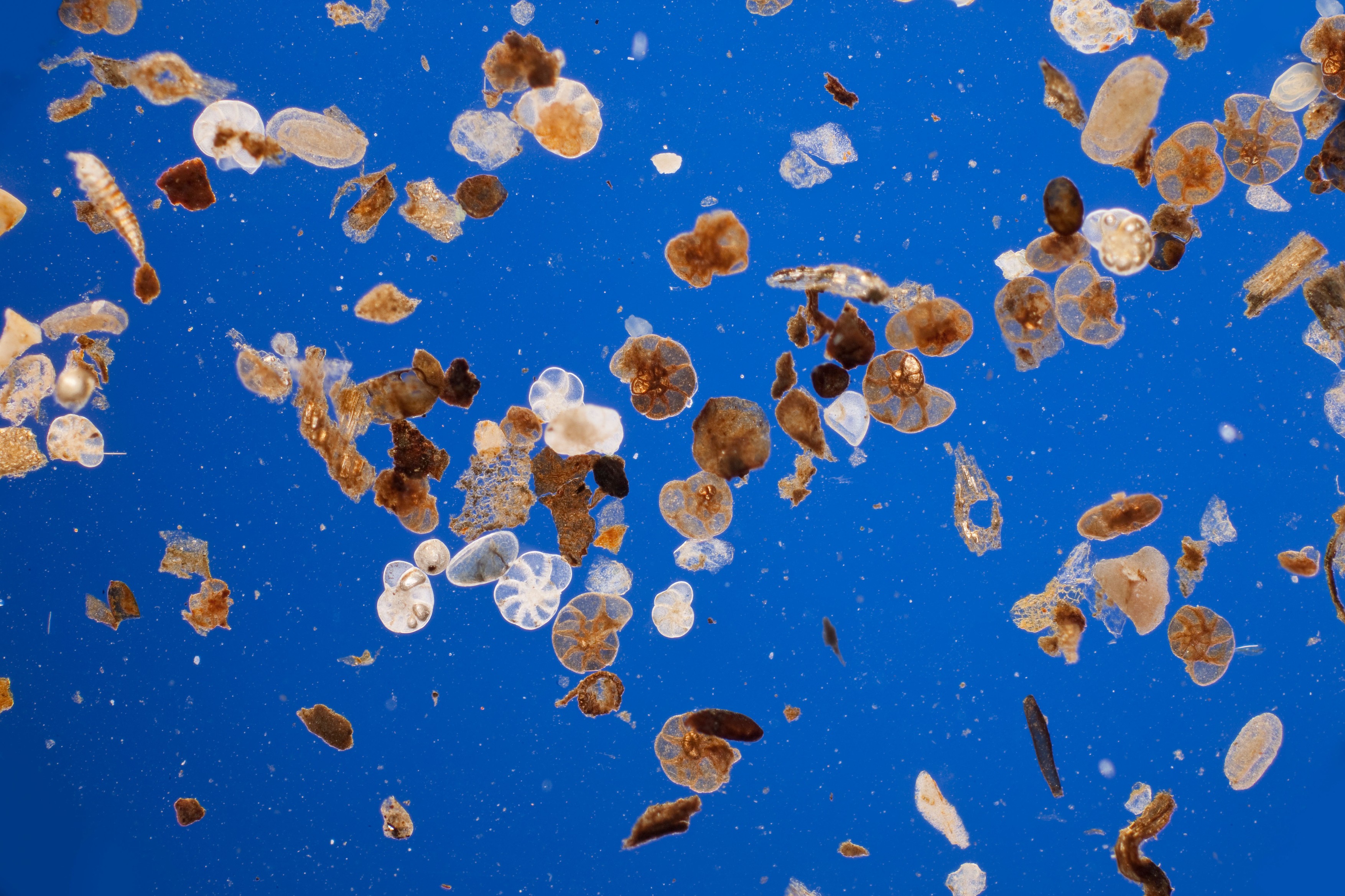 Foraminifera are found in the deepest parts of the ocean