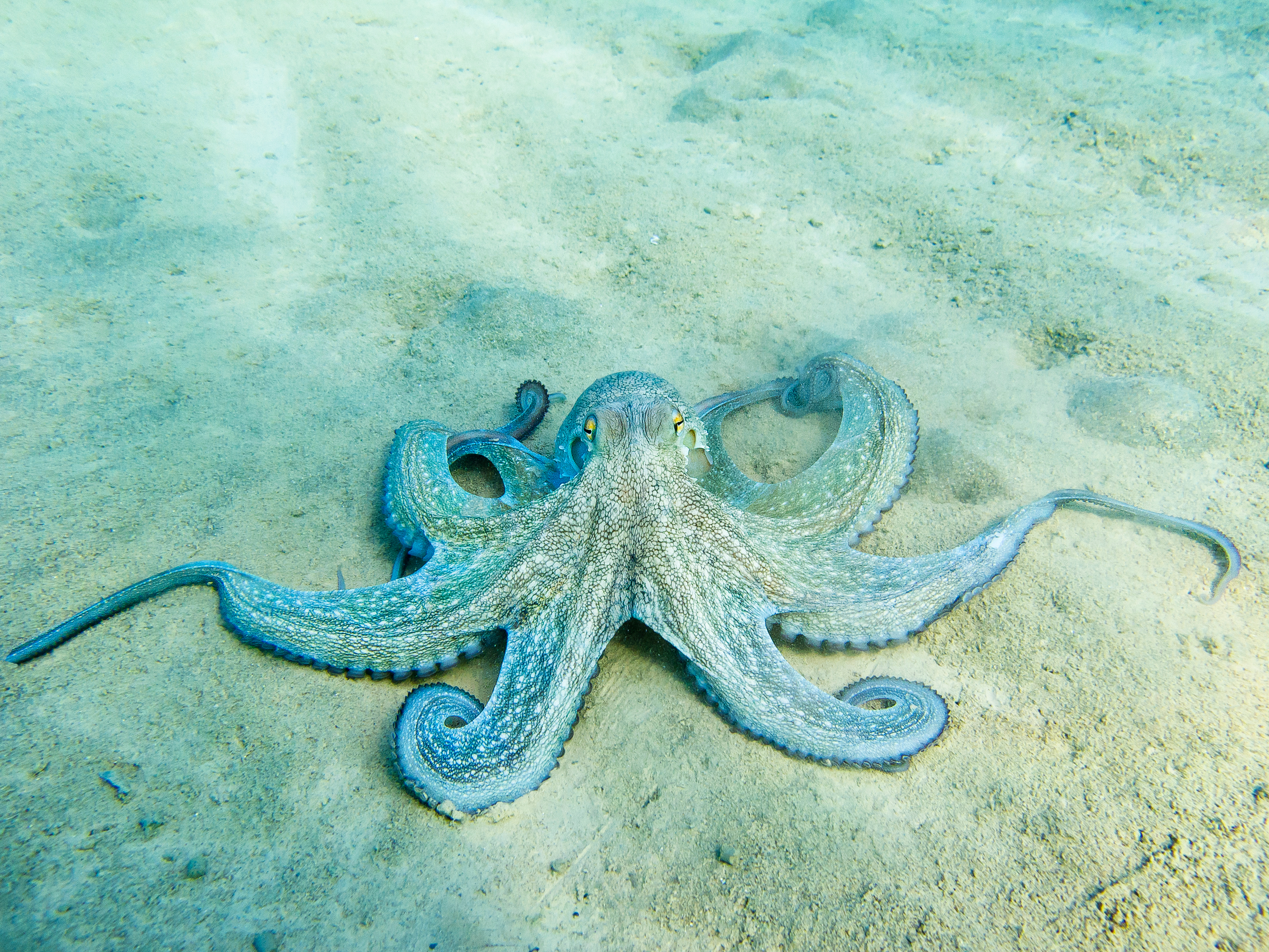 Plava hobotnica shutterstock_1674458800.jpg