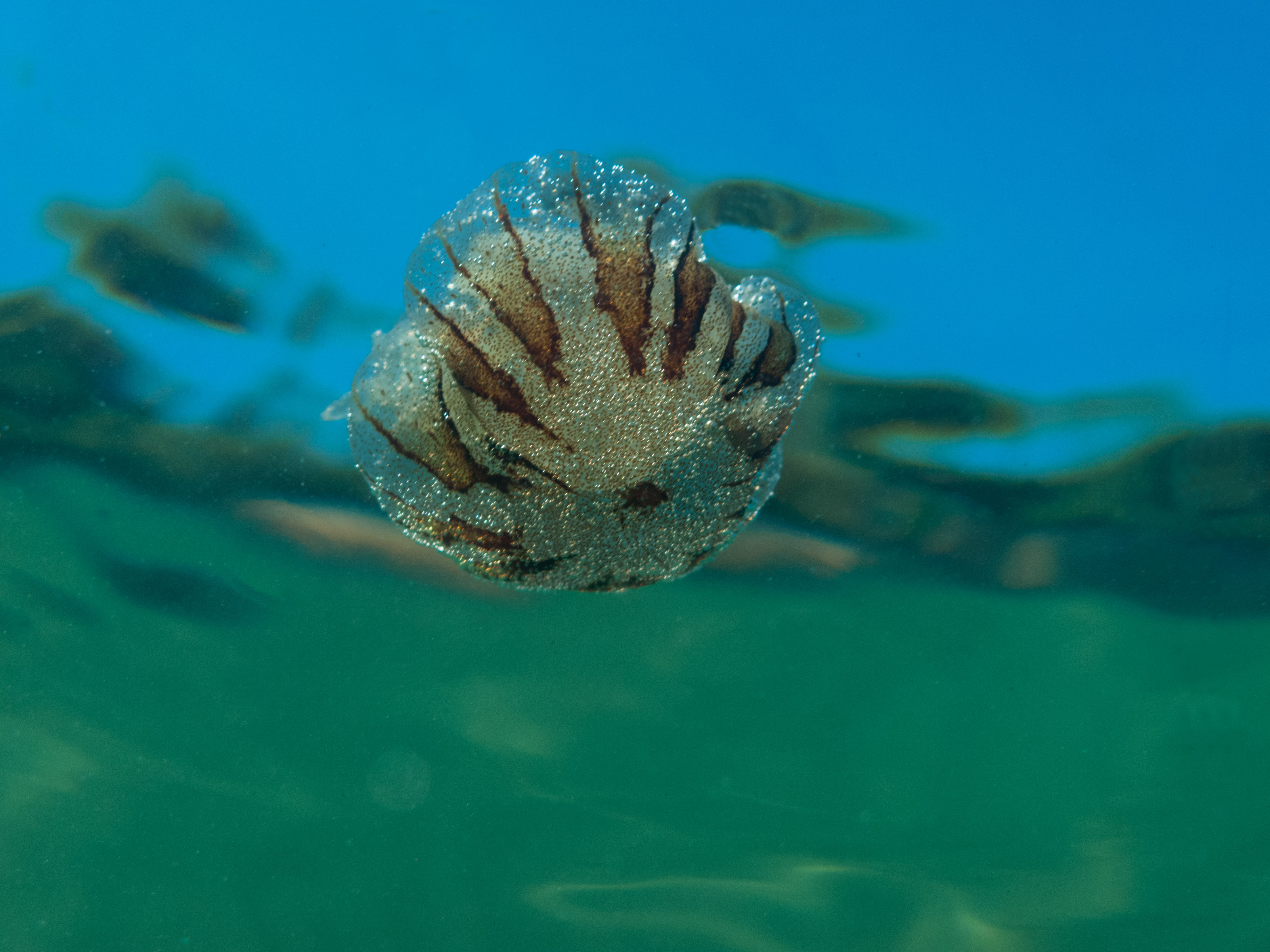 Meduza shutterstock_1339299935.jpg
