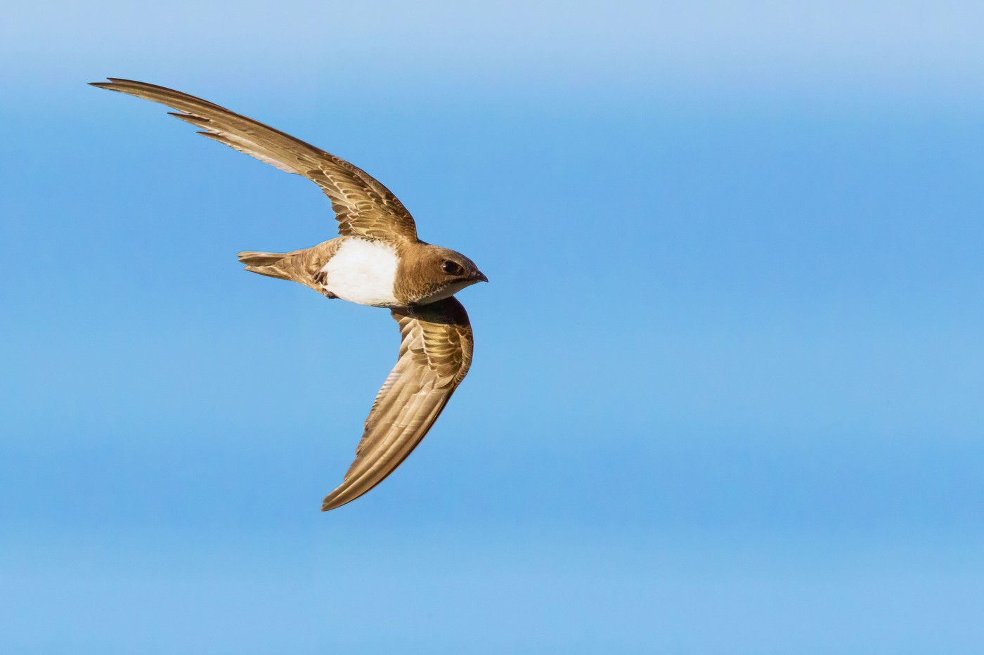 Image: 1015053703, License: Rights-managed, Restrictions: , Model Release: no  , Credit line: blickwinkel/AGAMI/S. Gatto, blickwinkel / Alamy / Profimedia