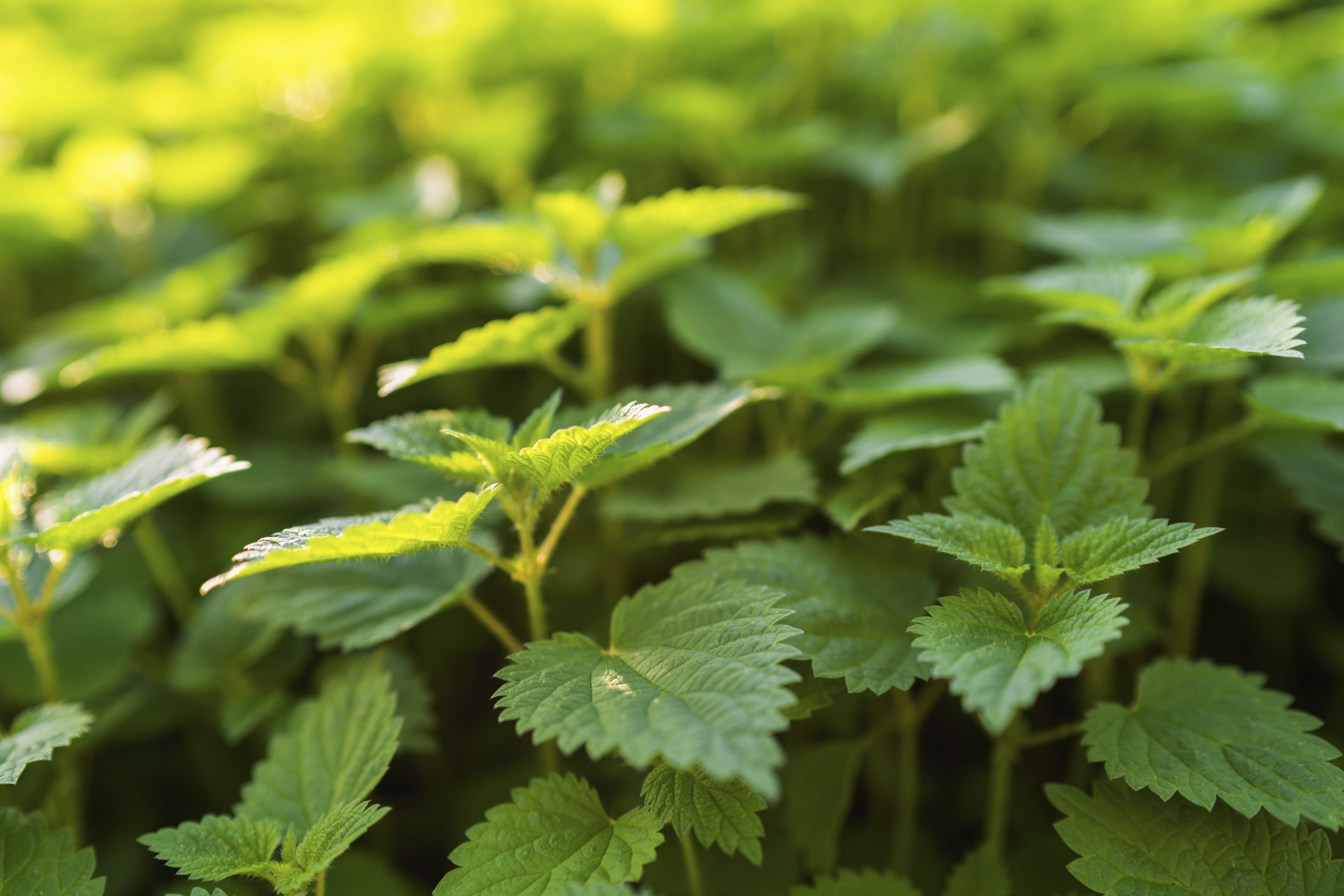 Stinging nettle, urtica dioica in the garden is herbaceous perennial flowering plant