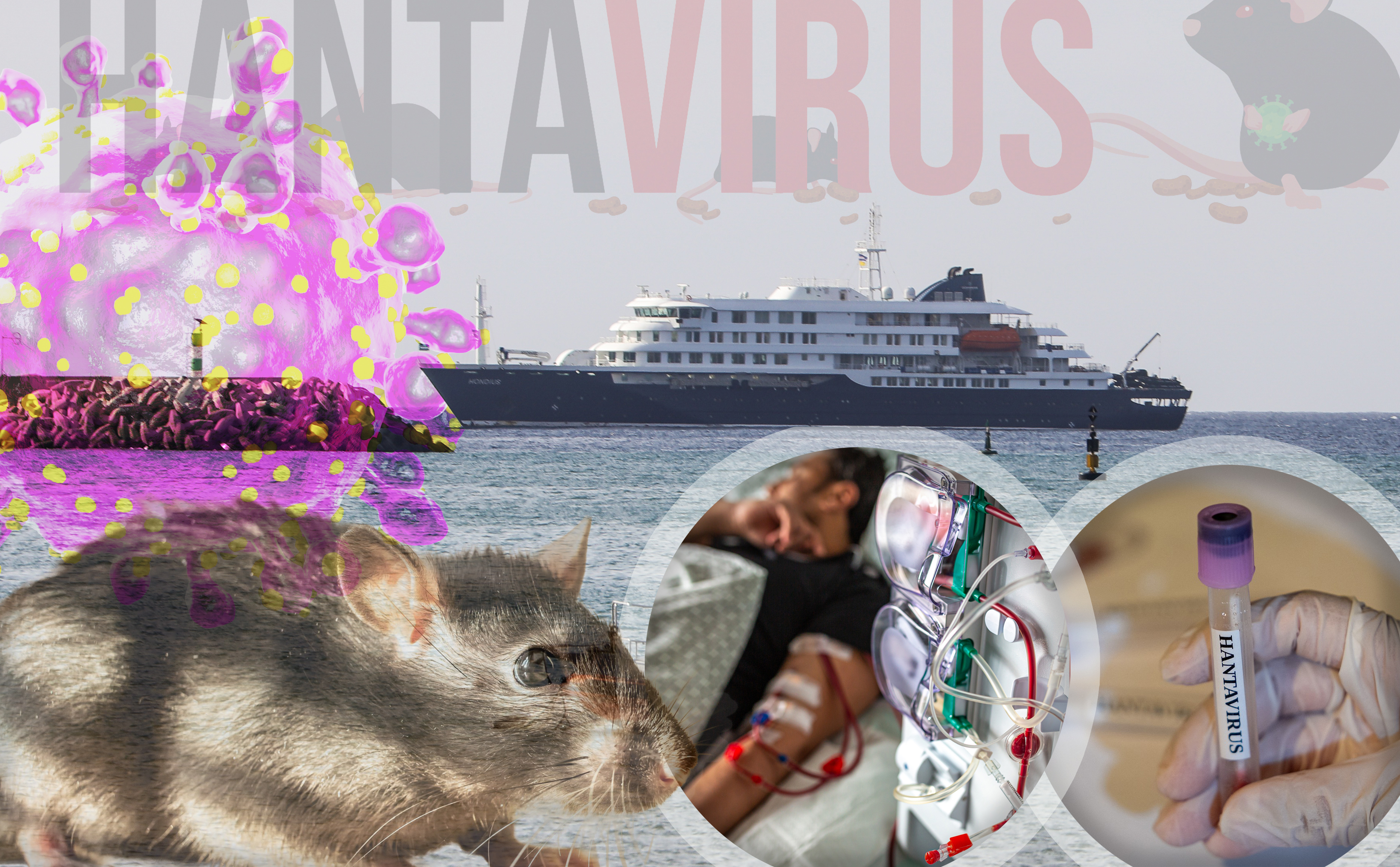 13950818 hantavirus hanta virus pokrivalica i pacovi (prenosioci) i pacijenti na dijalizi.