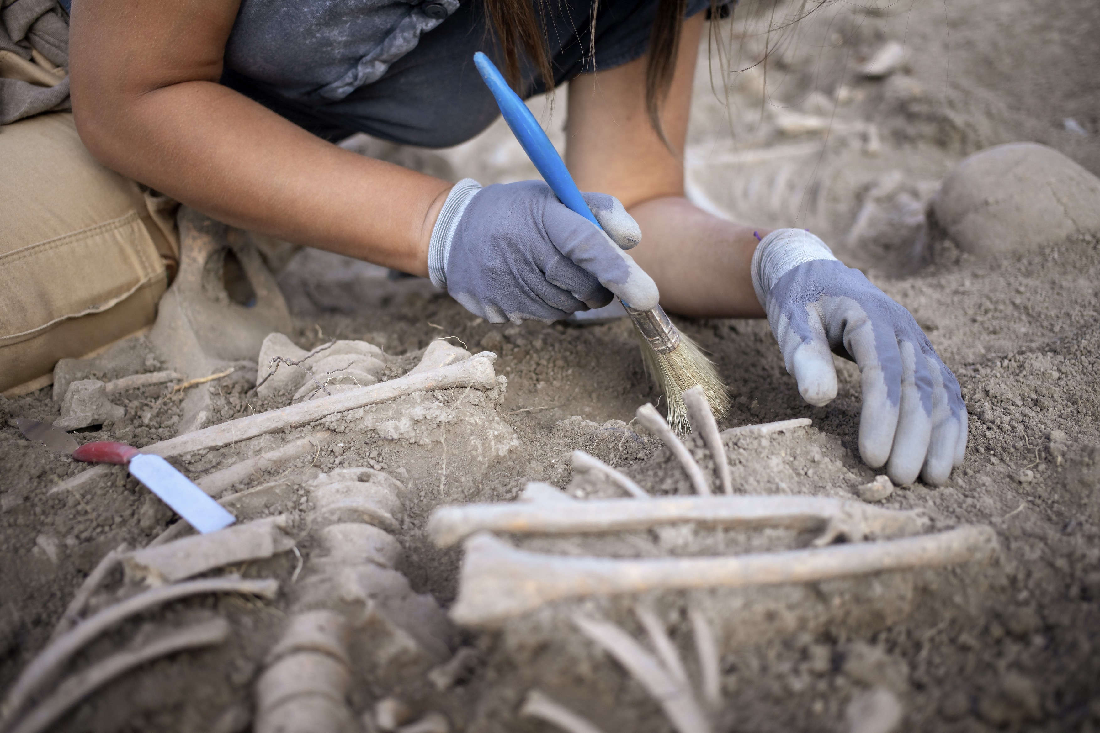An archaeologist carefully excavates a skeleton using tools