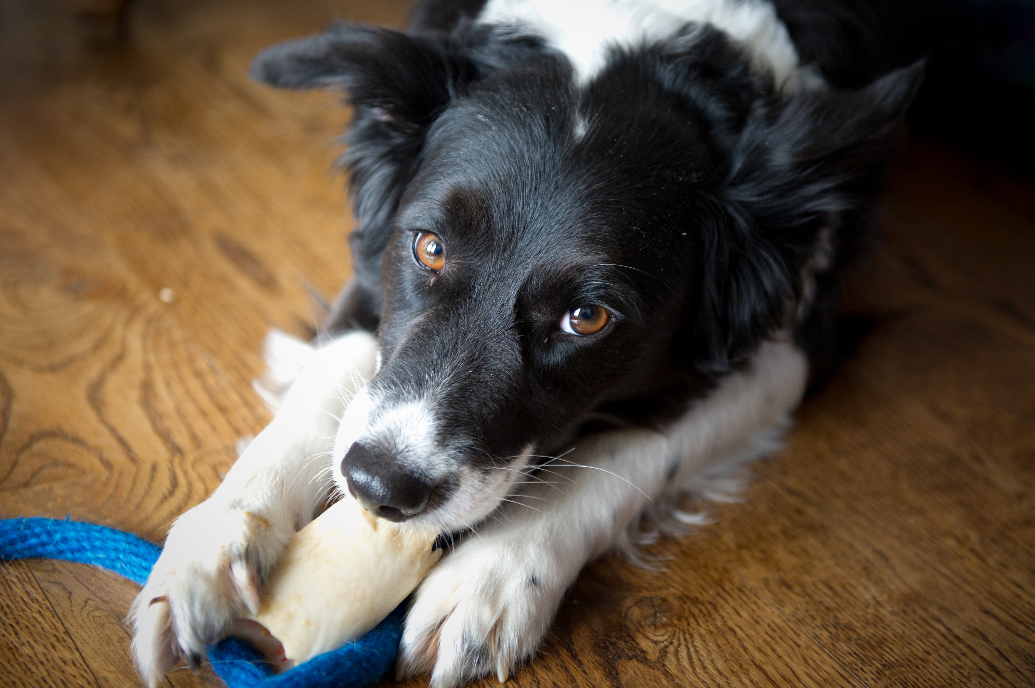 Border Collie chewing on a bone,Image: 954723787, License: