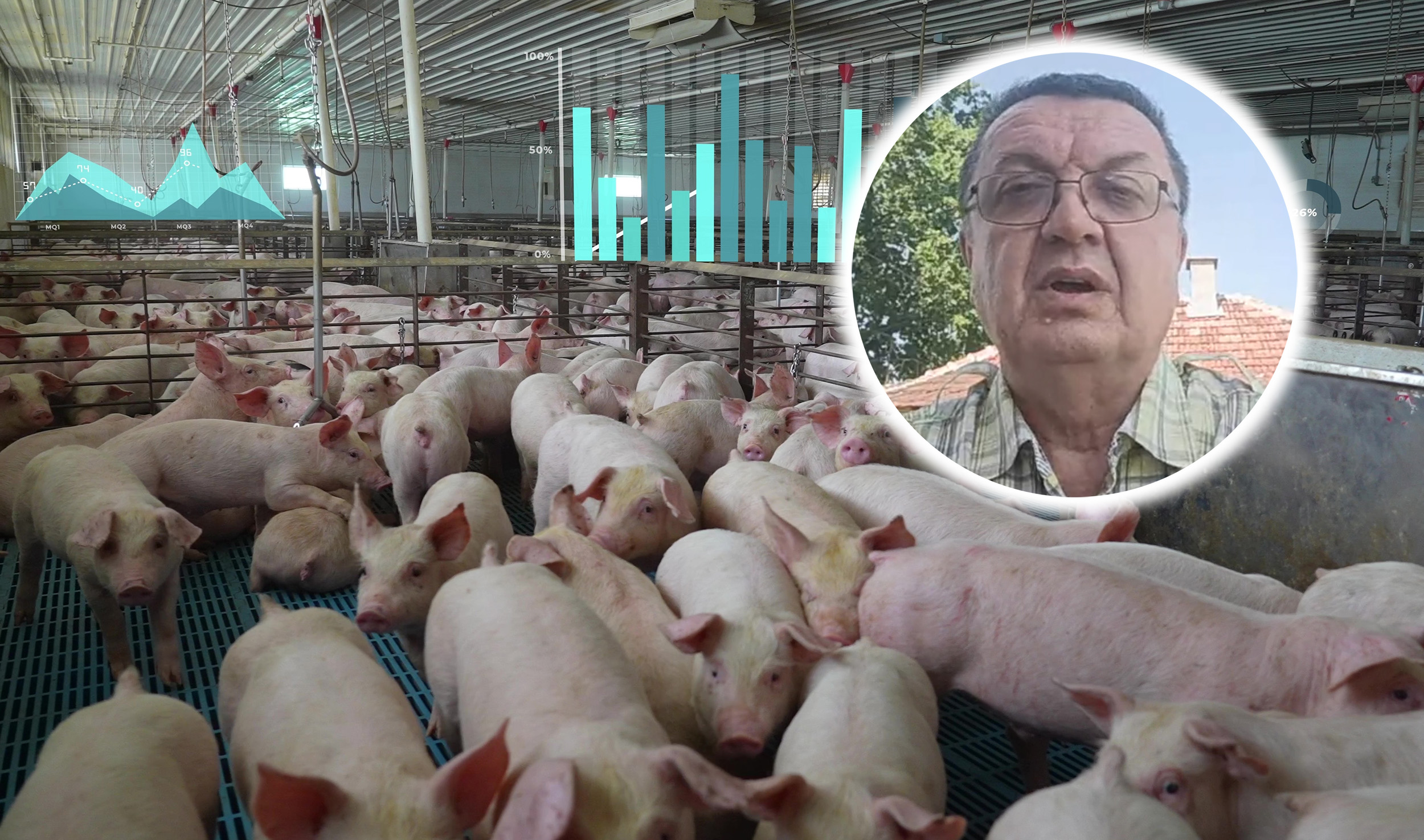 Pigs in a smart factory farm with digital tracking; data bars indicate health and growth stats. Hog and swine industry. 3D graphs