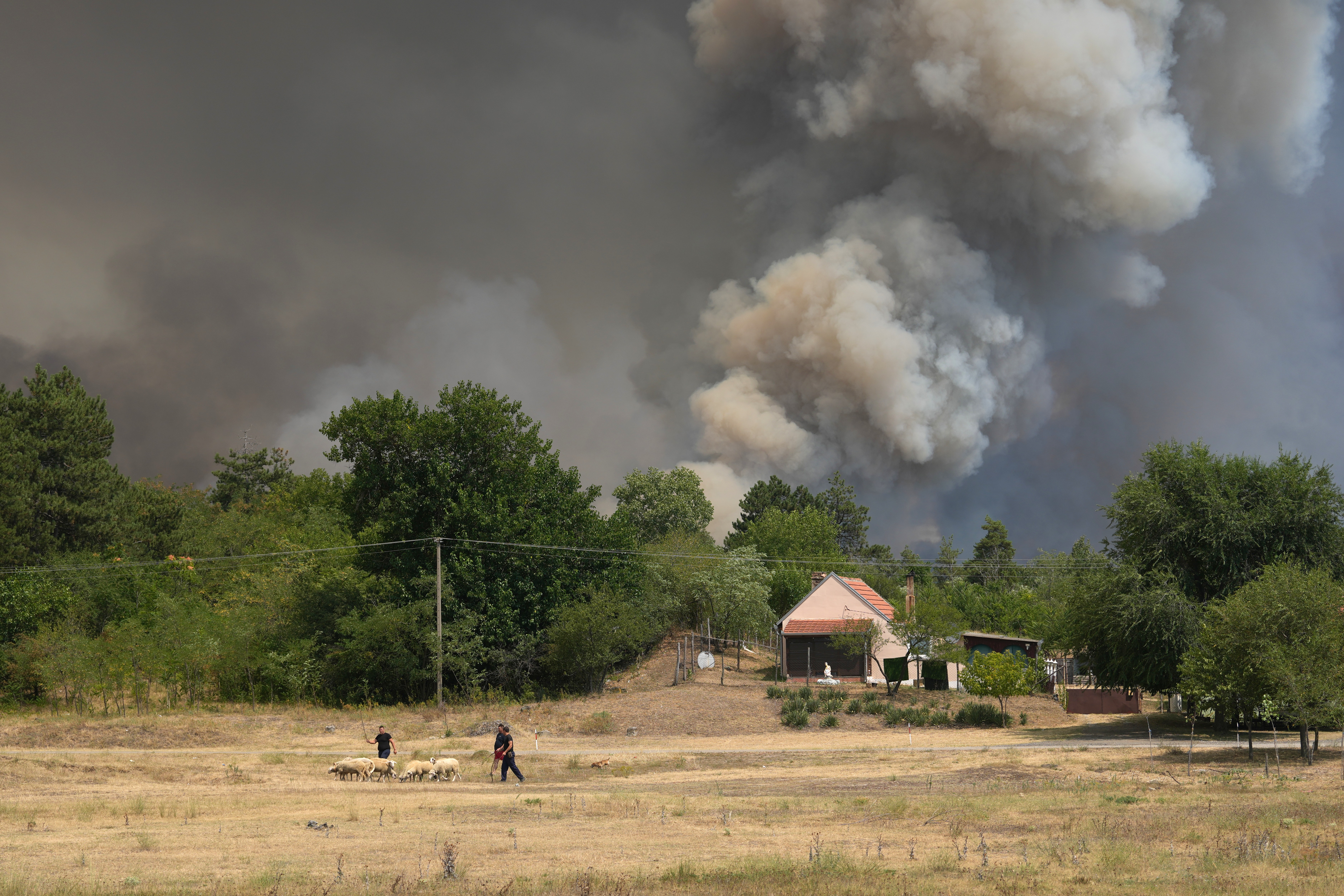 smoke emerges from a forest during a wildfire in Deliblatska Pescara (Deliblato Sands), near the village of Sumarak, 70 kilometers north-west of Belgrade, Serbia, Friday, Aug. 7, 2026. (AP Photo/Darko Vojinovic)