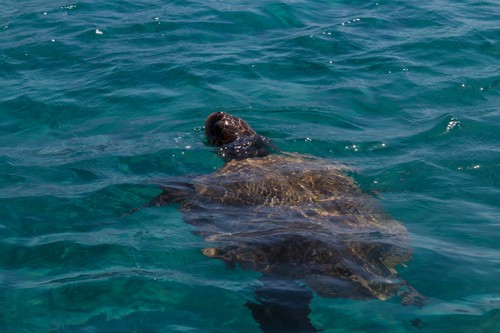 Caretta caretta turtle swim in the bay Laganas,  Zakynthos