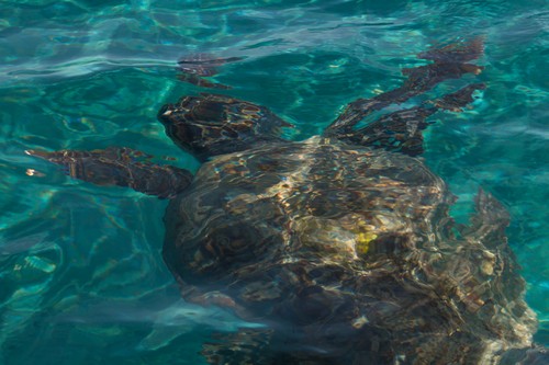 Caretta caretta turtle swim in the bay Laganas,  Zakynthos