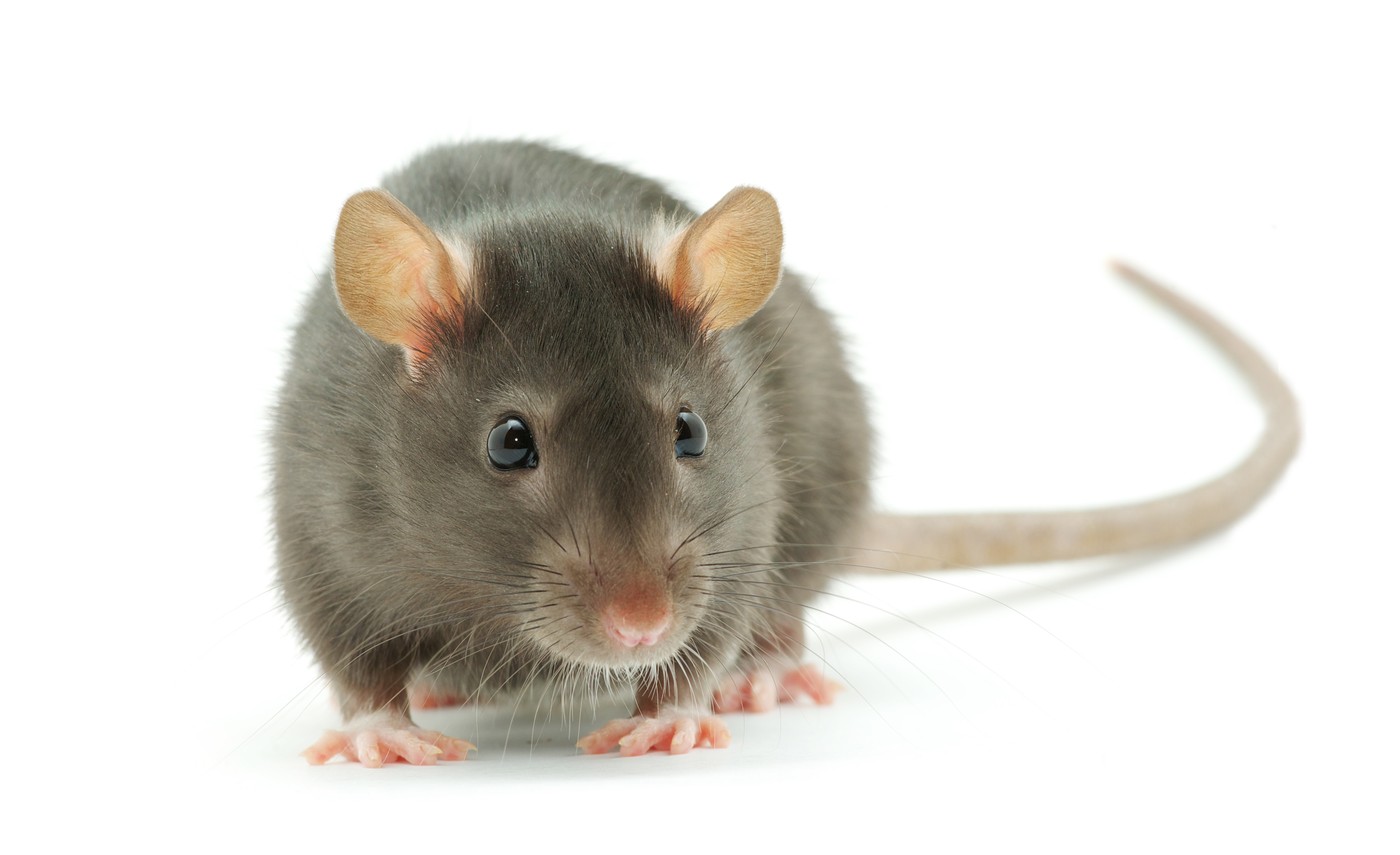 funny rat  isolated on white background,Image: 192698545, License: Royalty-free, Restrictions: , Model Release: no  , Credit line: Vitaliy Pakhnyushchyy / Panthermedia / Profimedia