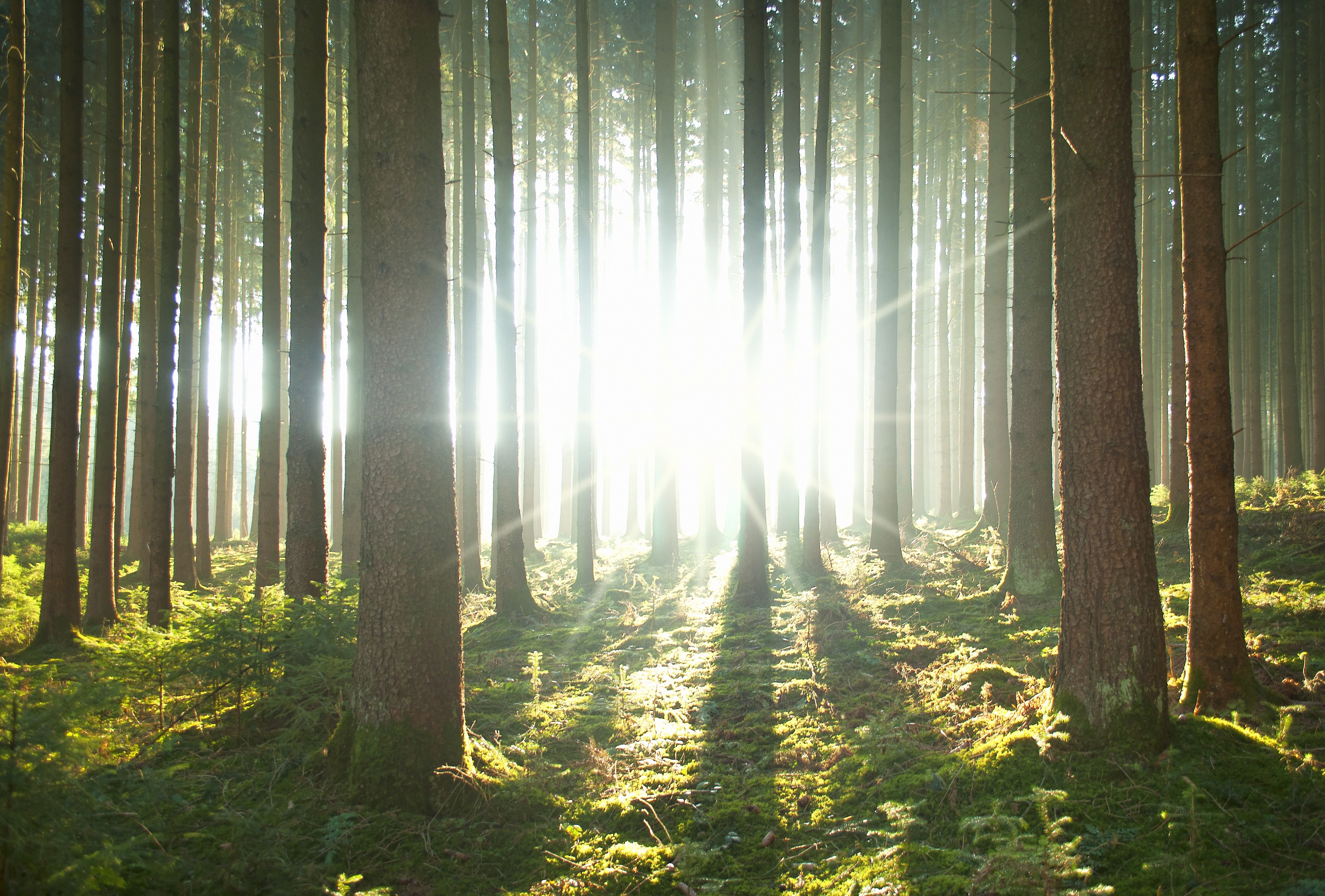 Forrest in autumn and sunlight,Image: 169663694, License
