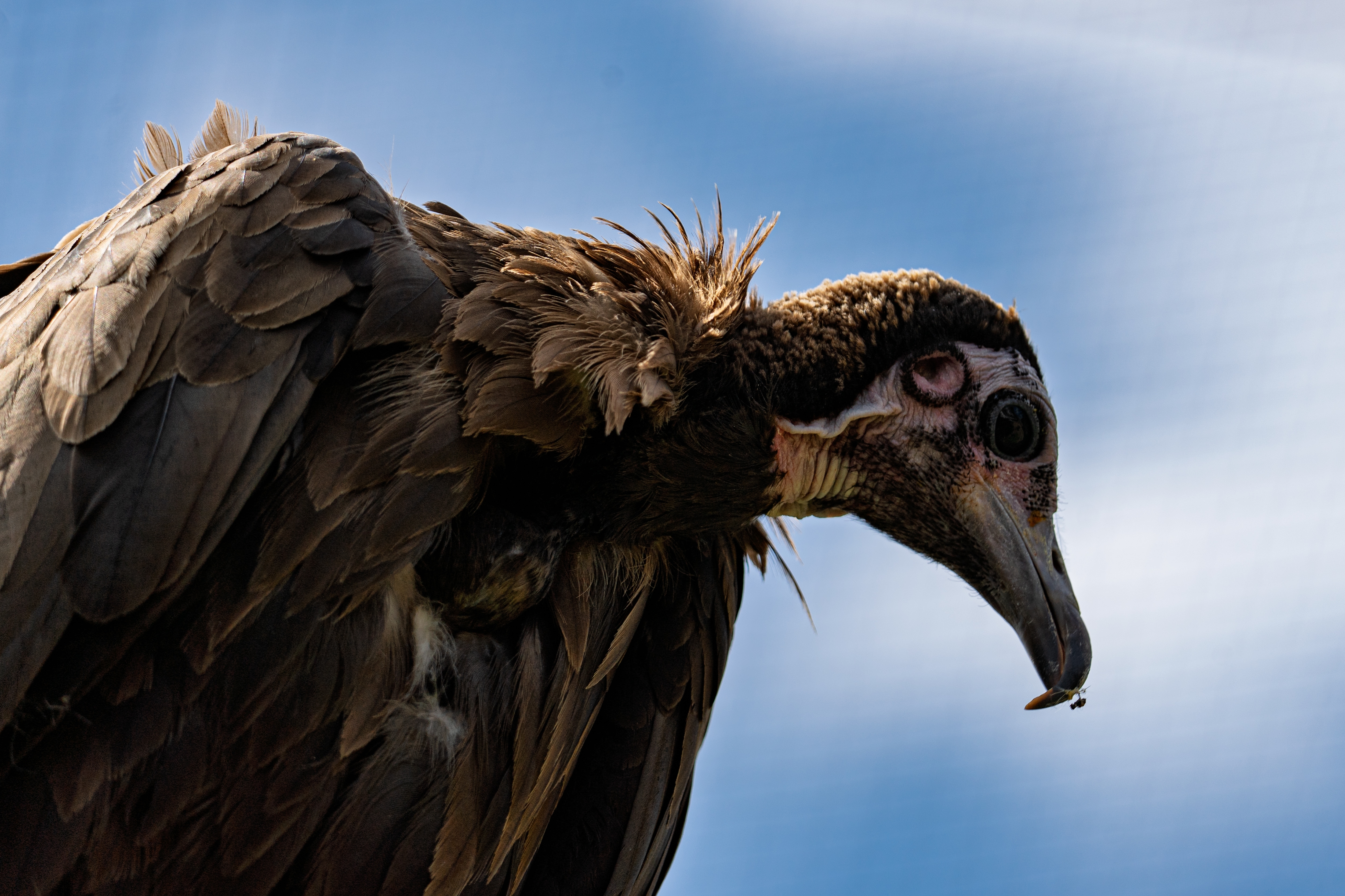 Crni lešniar, crni strvinar, ptica shutterstock_2848756757.jpg
