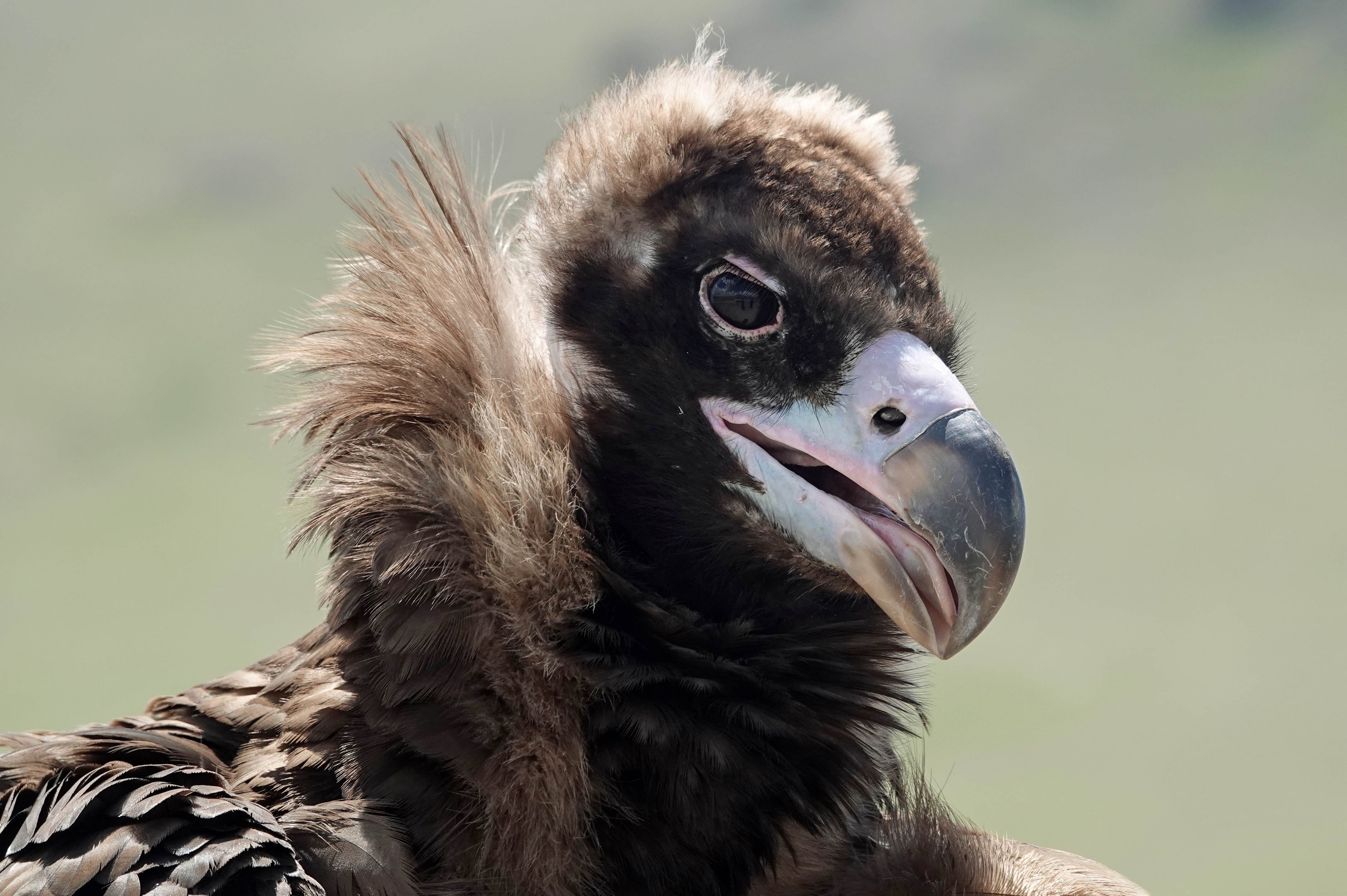 Crni lešniar, crni strvinar, ptica shutterstock_2844893205.jpg