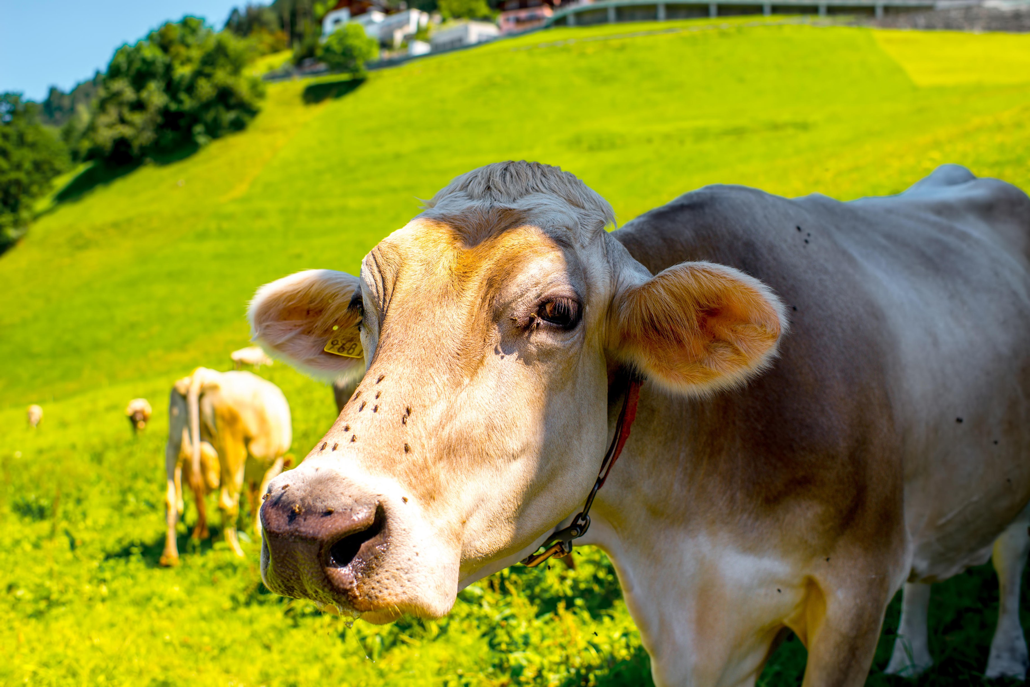 Beautiful cows on the green meadow in Liechtenstein