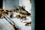 alergija na pčele i ose