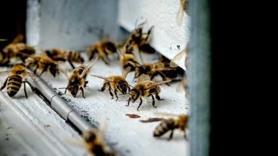 alergija na pčele i ose