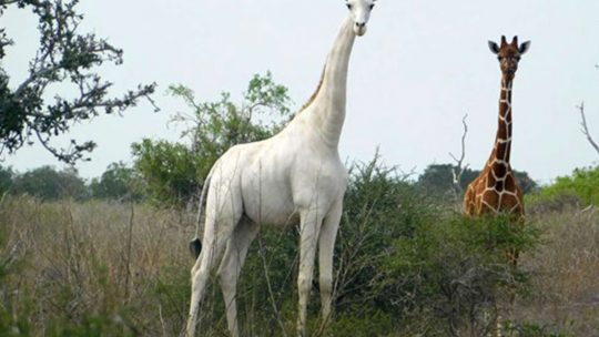 Bela žirafa u Keniji