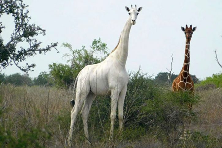 Bela žirafa u Keniji