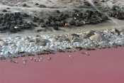 Pink jezero u Senegalu
