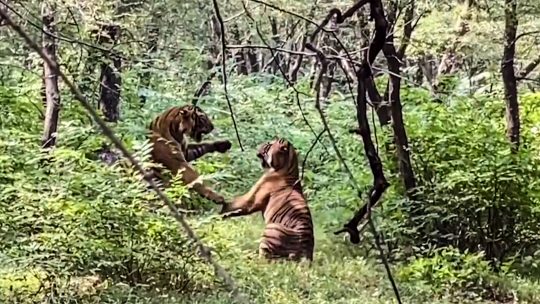 Stravična borba dva tigra