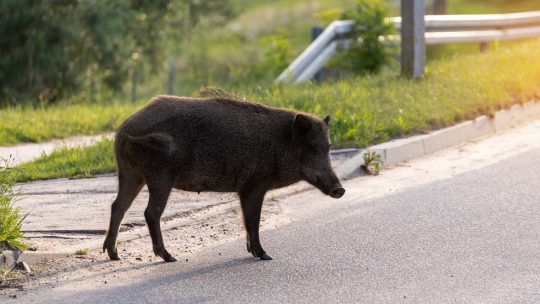 divlje svinje u beogradu
