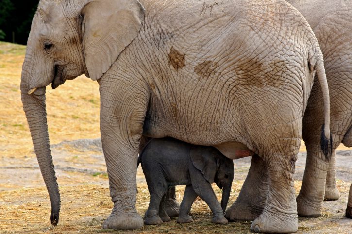Safari park in Puebla, Mexico, rođen mali slon