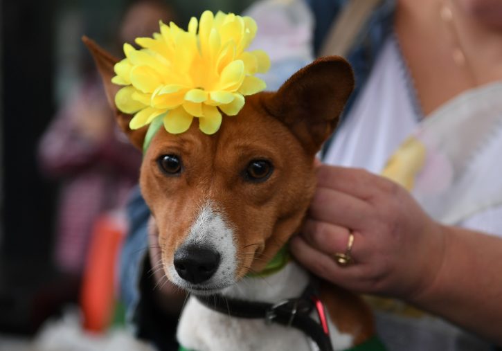 Basenji