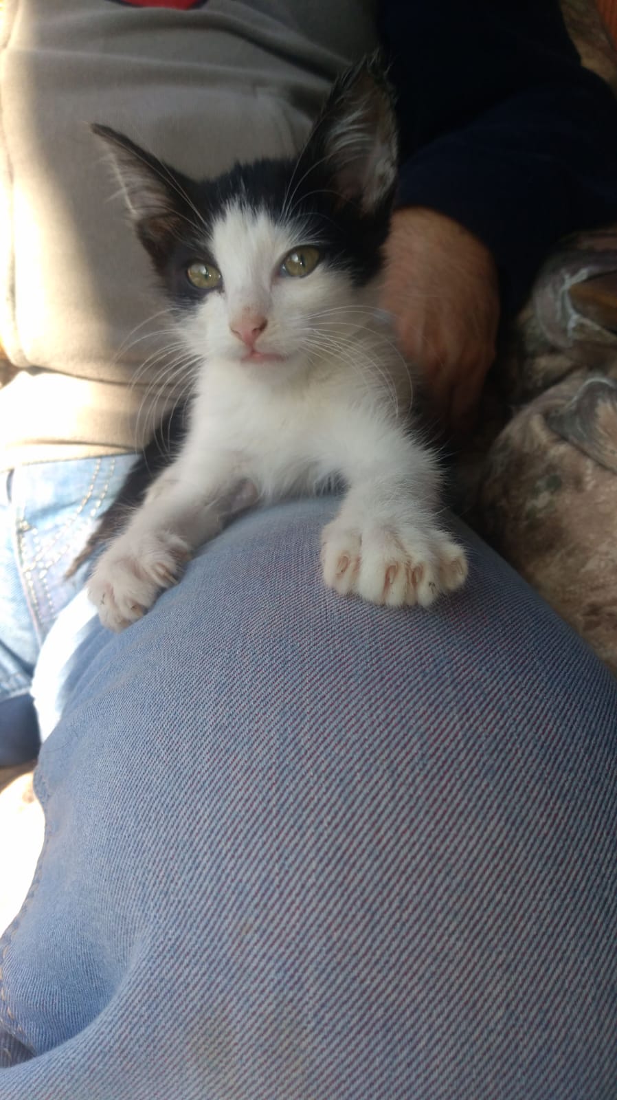 Mace za udomljavanje Gremlinka i Svemirko najlepše ružne mačke