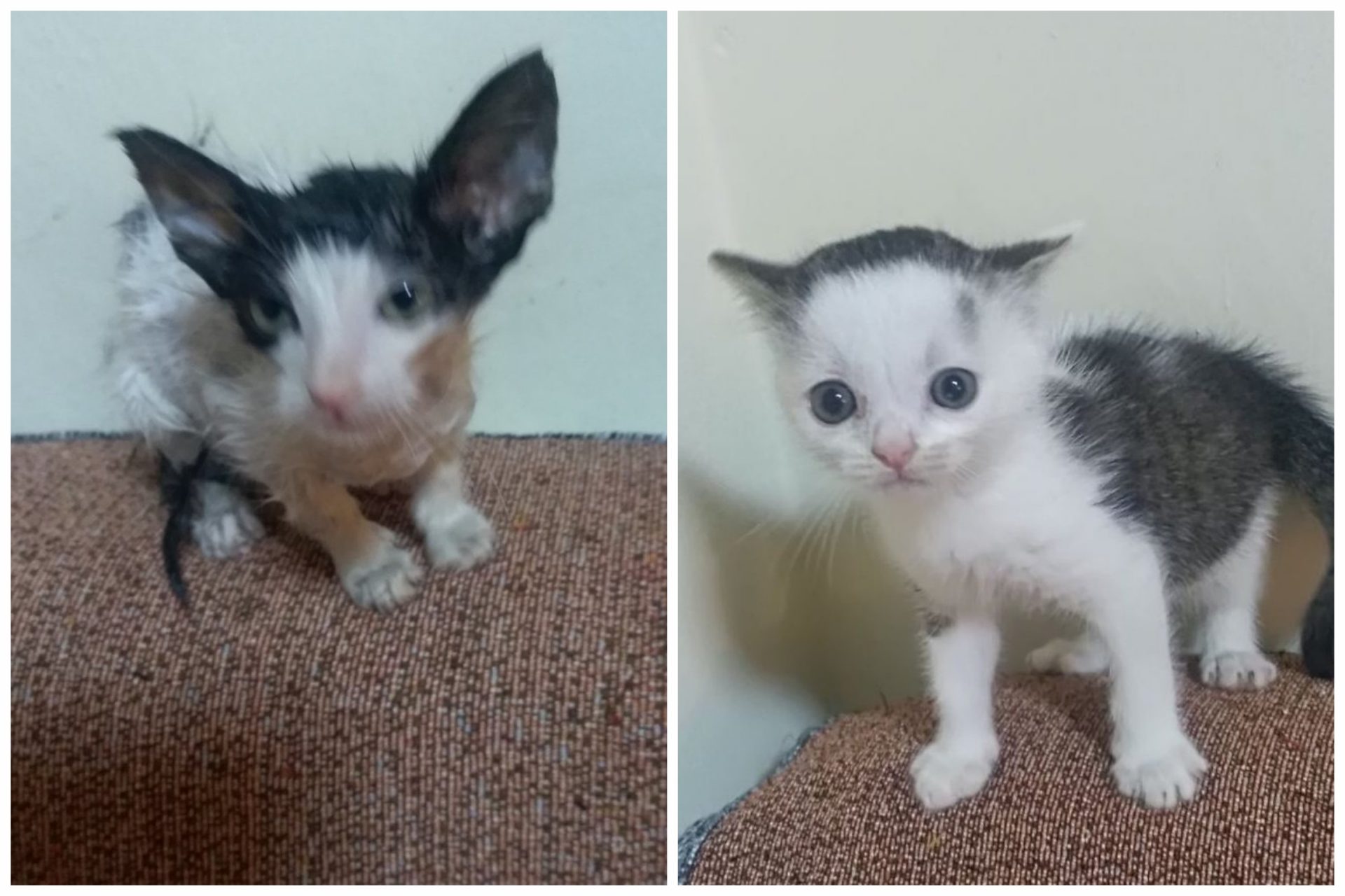 Mace za udomljavanje Gremlinka i Svemirko najlepše ružne mačke