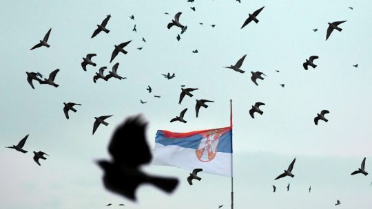 Ptice lete kao lude oko Palate Srbija
