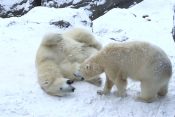 Ugrožena vrsta polarnih medveda slavi dolazak u novi dom