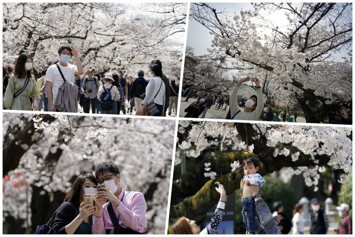 Cvetanje trešnje Japan
