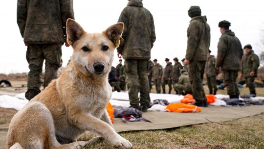 Rusija, vojni pas